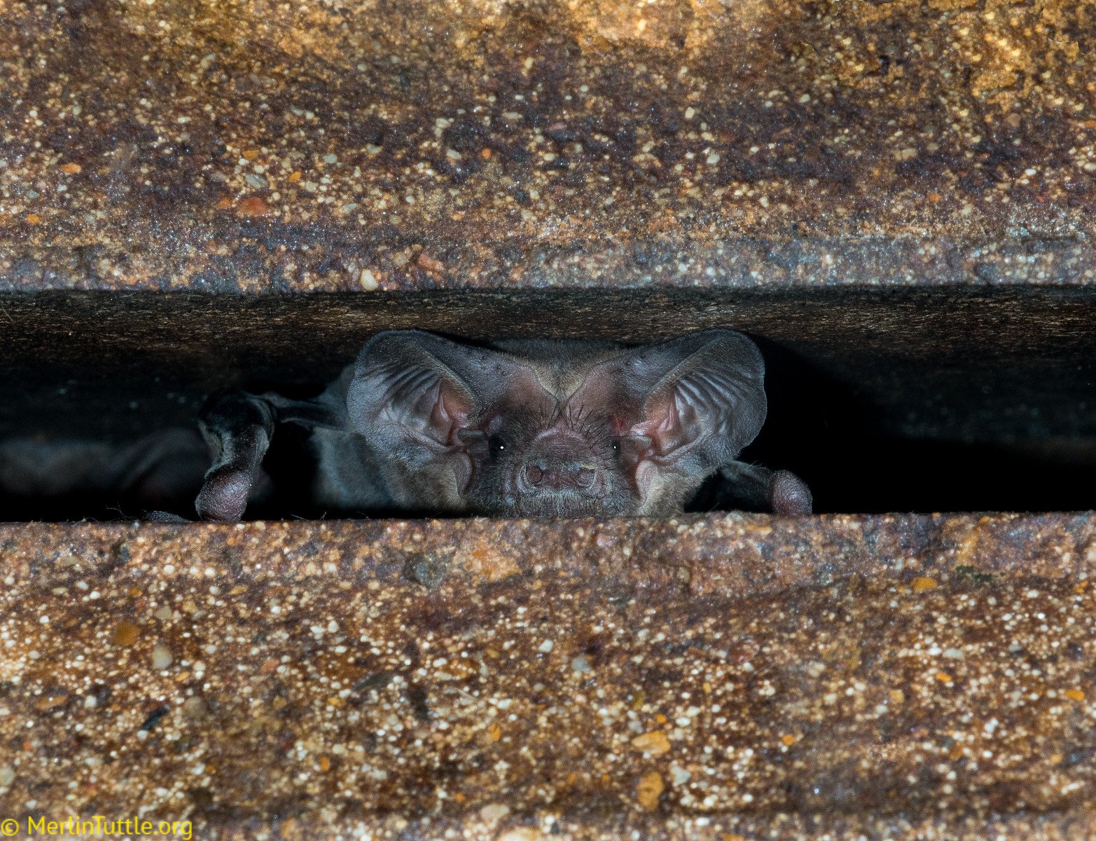 A Brazilian free-tailed bat (Tadarida brasiliensis) about to emerge from its dayroost in a bridge crecice in Austin, Texas. Roosting