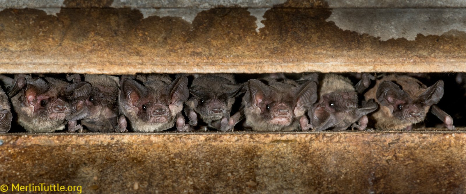 Brazilian free-tailed bats (Tadarida brasiliensis) about to emerge from their dayroost in a bridge crecice in Austin, Texas. Roosting