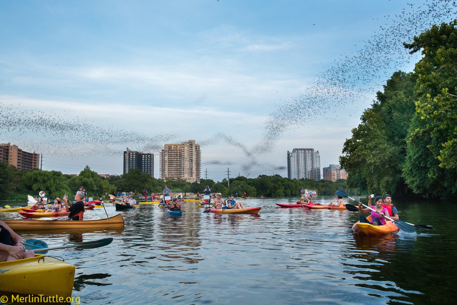 Congress Avenue Bridge emergence of Brazilian free-tailed bats (Tadarida brasiliensis) as tourists enjoy watching. Millions of visitors have viewed this spectacle, close-up, over more than 35 years, and no one has been harmed by a bat. The