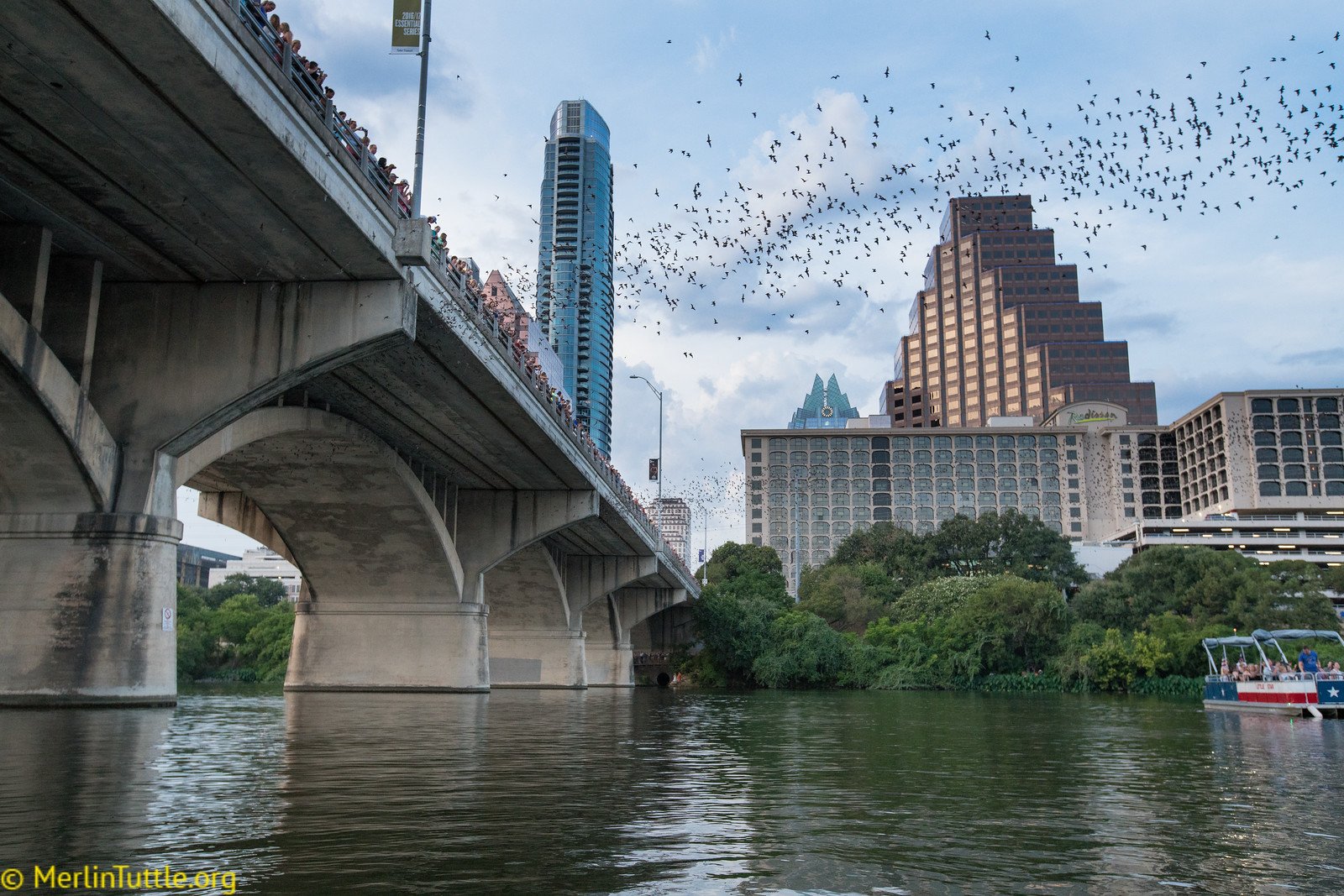 Congress Avenue Bridge emergence of Brazilian free-tailed bats (Tadarida brasiliensis) as tourists enjoy watching. Millions of visitors have viewed this spectacle, close-up, over more than 35 years, and no one has been harmed by a bat. The