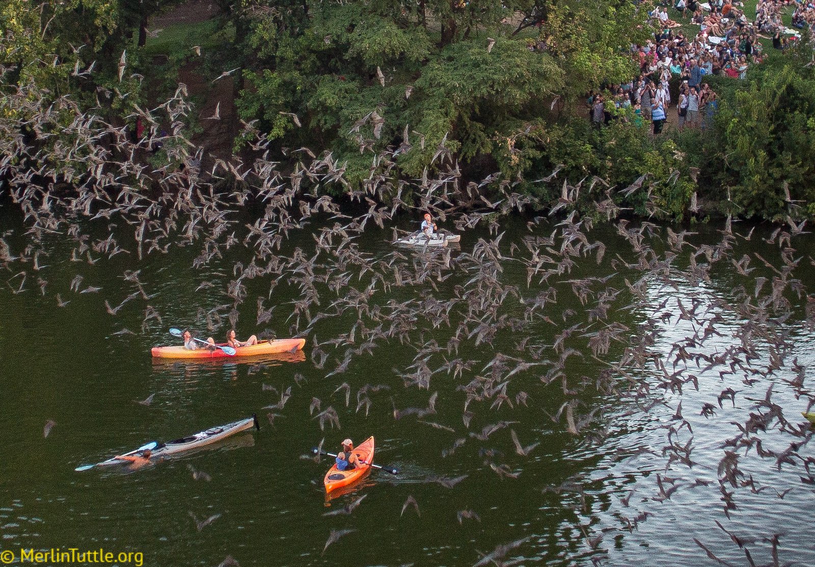 The famous colony of approximately 1.5 million Brazilian free-tailed bats (Tadarida brasiliensis) living in crevices beneath the Congress Avenue Bridge in Austin, Texas has attracted millions of visitors to enjoy its spectacular emergenc