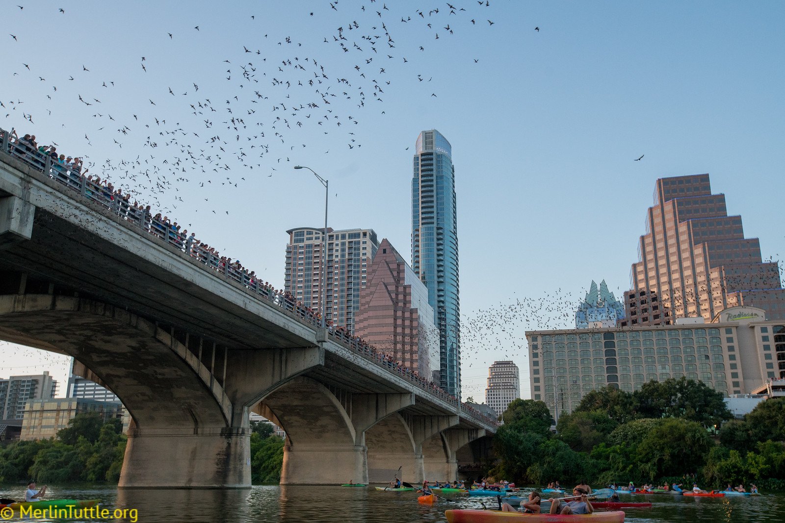 The famous colony of approximately 1.5 million Brazilian free-tailed bats (Tadarida brasiliensis) living in crevices beneath the Congress Avenue Bridge in Austin, Texas has attracted millions of visitors to enjoy its spectacular emergenc