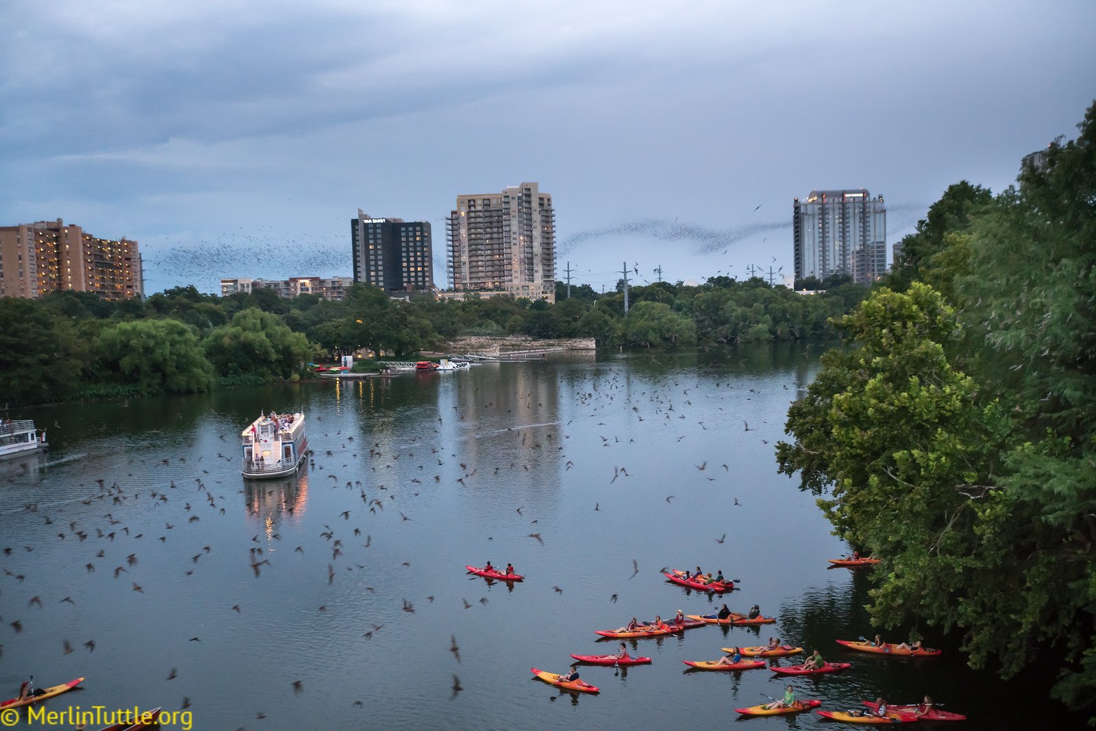 Congress Avenue Bridge emergence of Brazilian free-tailed bats (Tadarida brasiliensis) as tourists enjoy watching. Millions of visitors have viewed this spectacle, close-up, over more than 35 years, and no one has been harmed by a bat. The