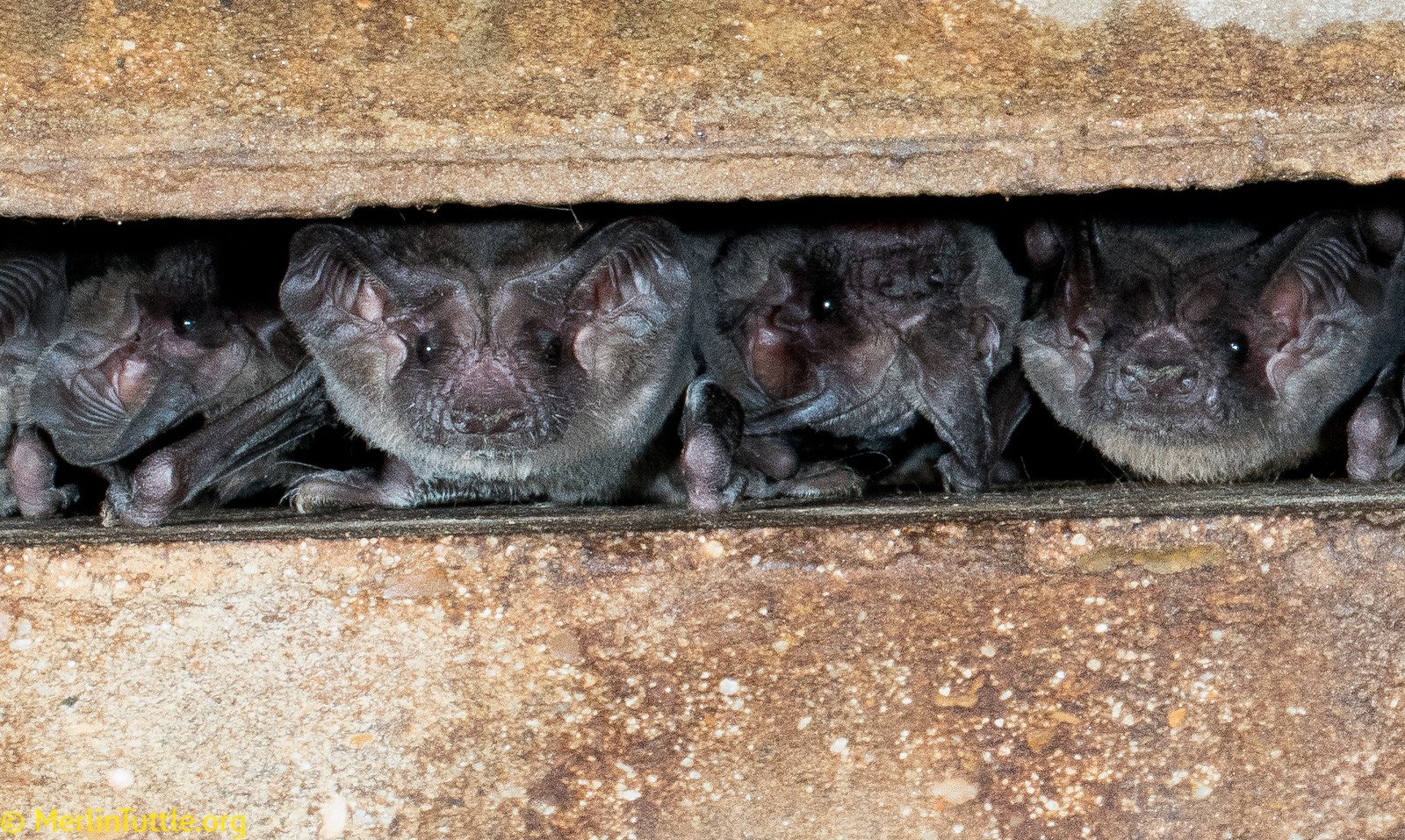 Brazilian free-tailed bats (Tadarida brasiliensis) roosting in a bridge crevice in Austin, Texas. Roosting