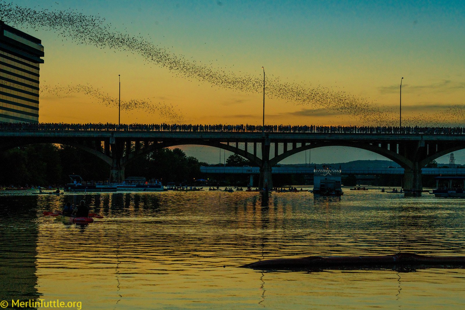 Brazilian free-tailed bats (Tadarida brasiliensis) emerging from the Congress Avenue Bridge in Austin, Texas. Emergences