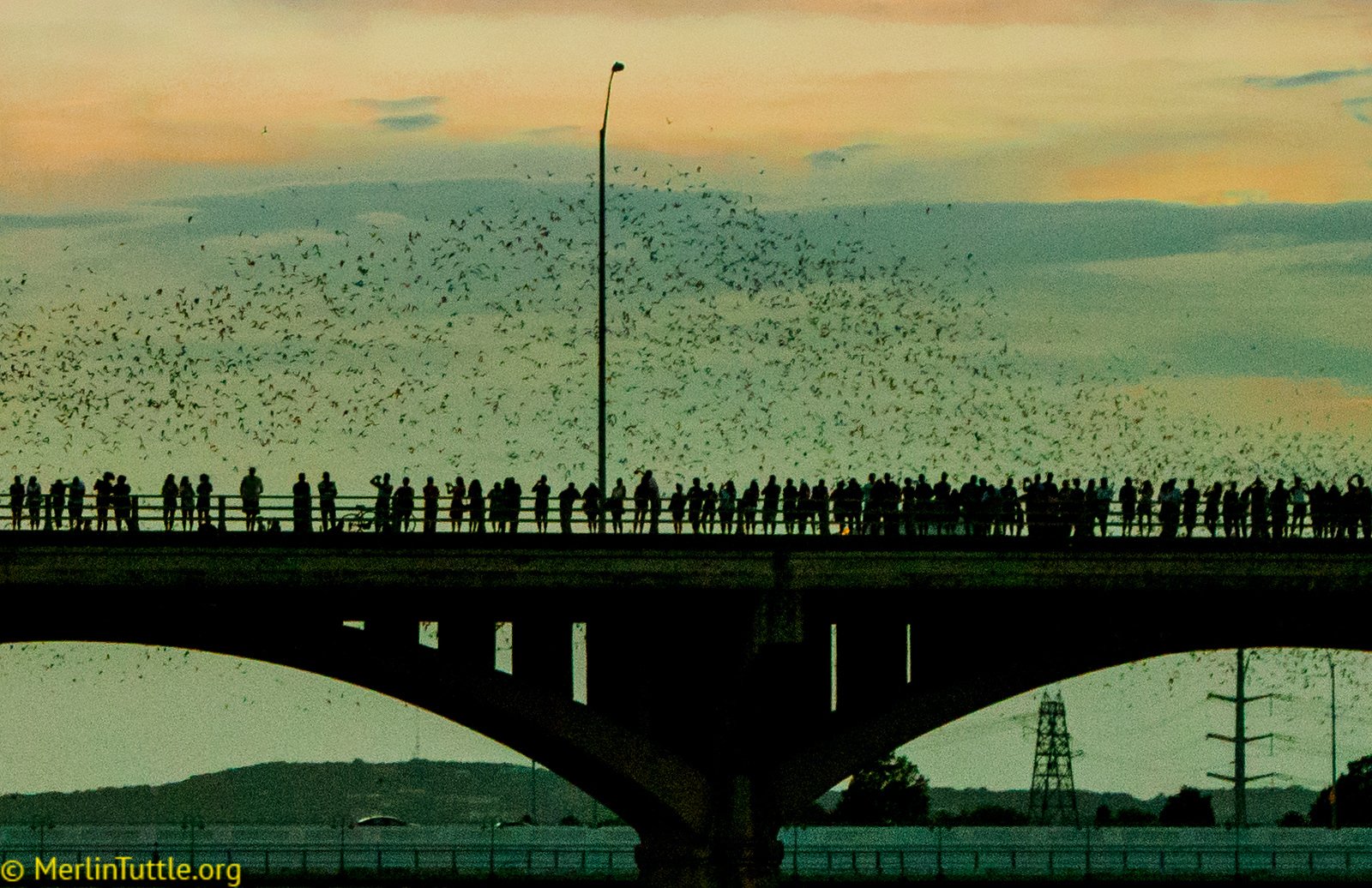 Tourists observing the emergence of 1.5 million Brazilian free-tailed bats from crevices beneath the Congress Avenue Bridge in Austin, Texas. Emergences