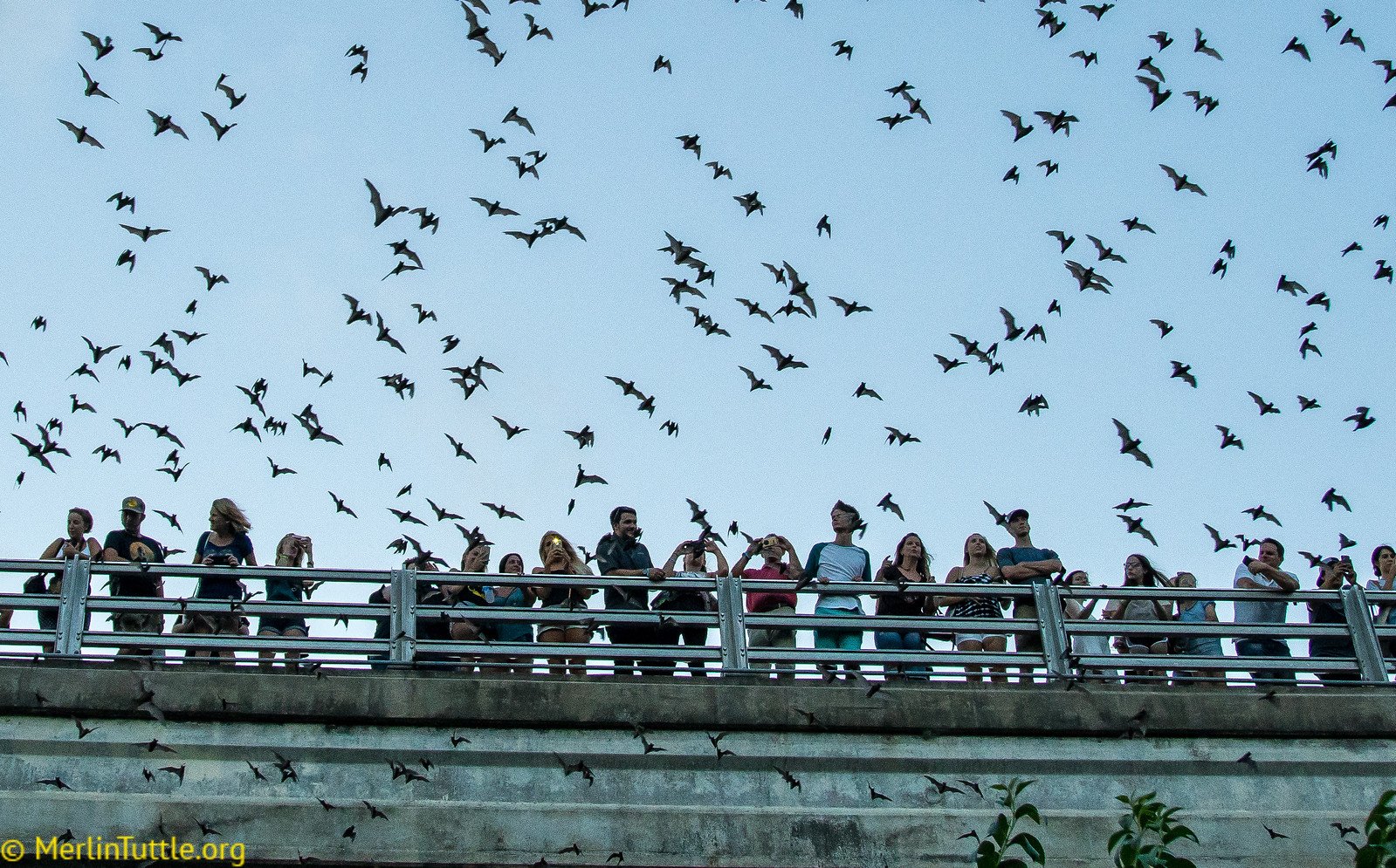 Tourists observing the emergence of 1.5 million Brazilian free-tailed bats from crevices beneath the Congress Avenue Bridge in Austin, Texas. Emergences