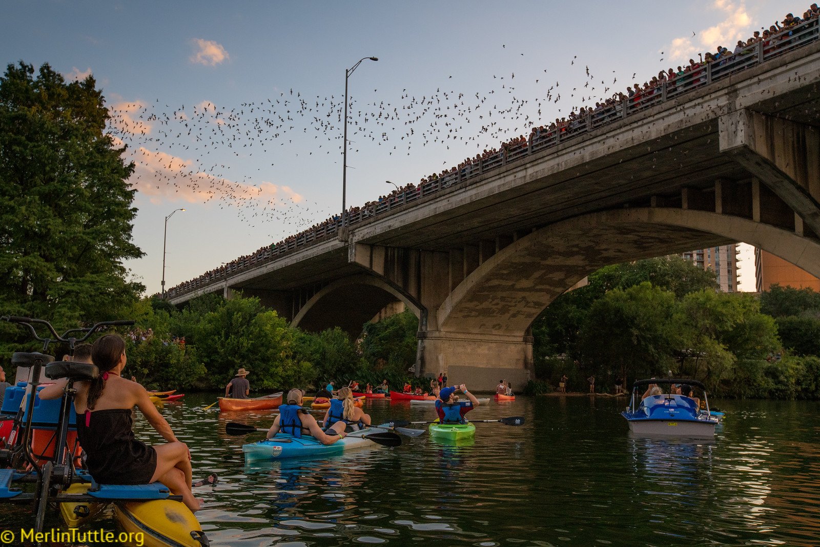Tourists observing the emergence of 1.5 million Brazilian free-tailed bats from crevices beneath the Congress Avenue Bridge in Austin, Texas. Emergences