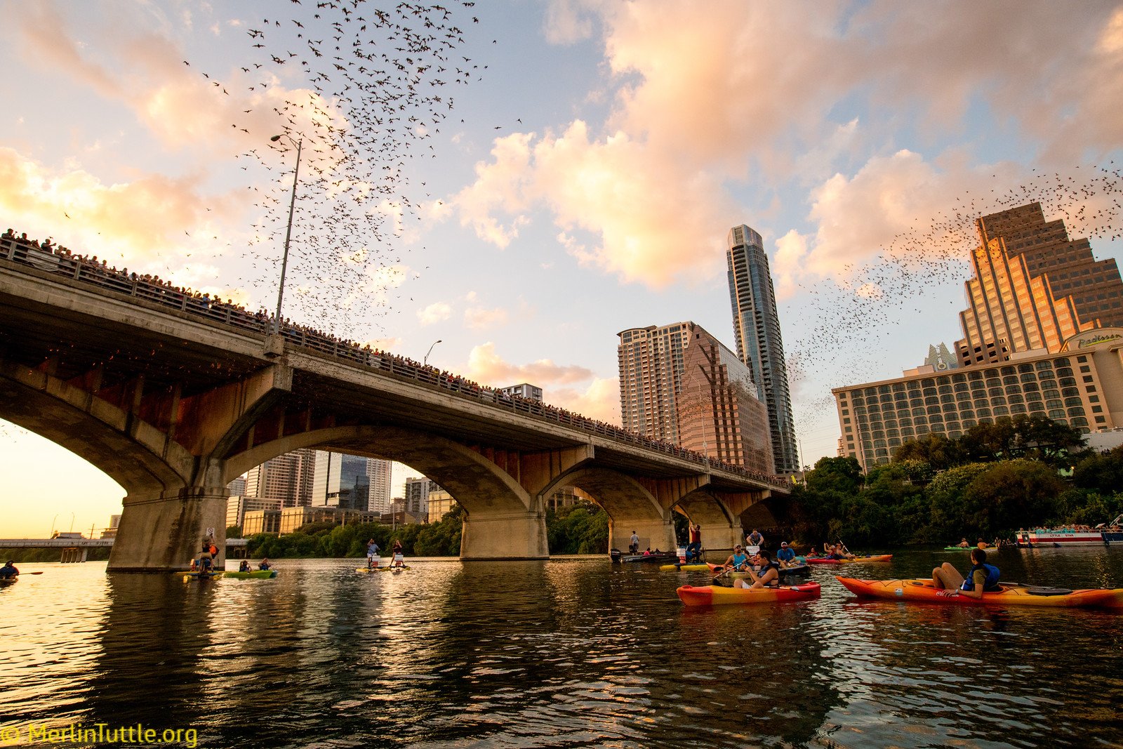 Tourists observing the emergence of 1.5 million Brazilian free-tailed bats from crevices beneath the Congress Avenue Bridge in Austin, Texas. Emergences