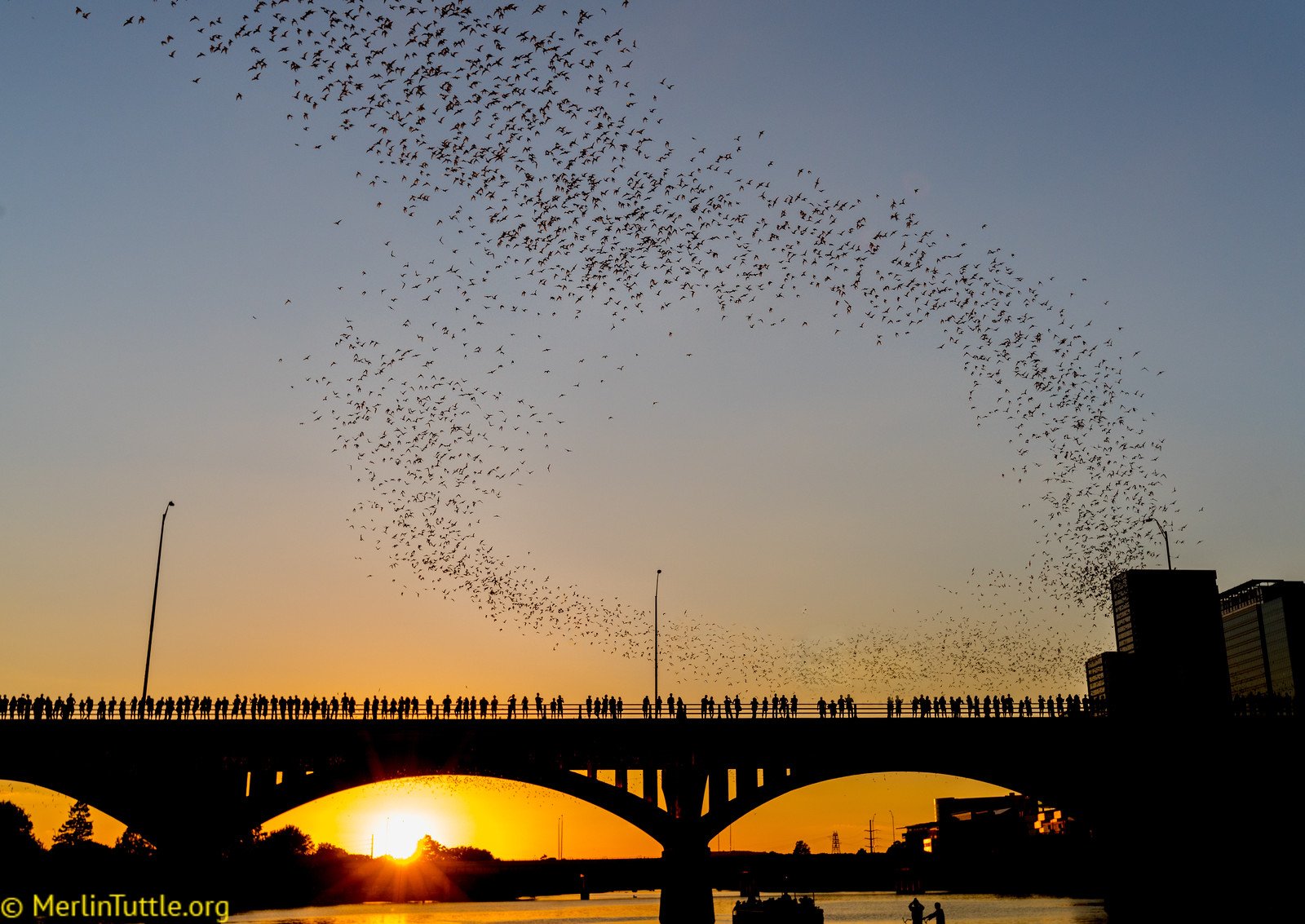 Tourists observing the emergence of 1.5 million Brazilian free-tailed bats from crevices beneath the Congress Avenue Bridge in Austin, Texas. Emergences