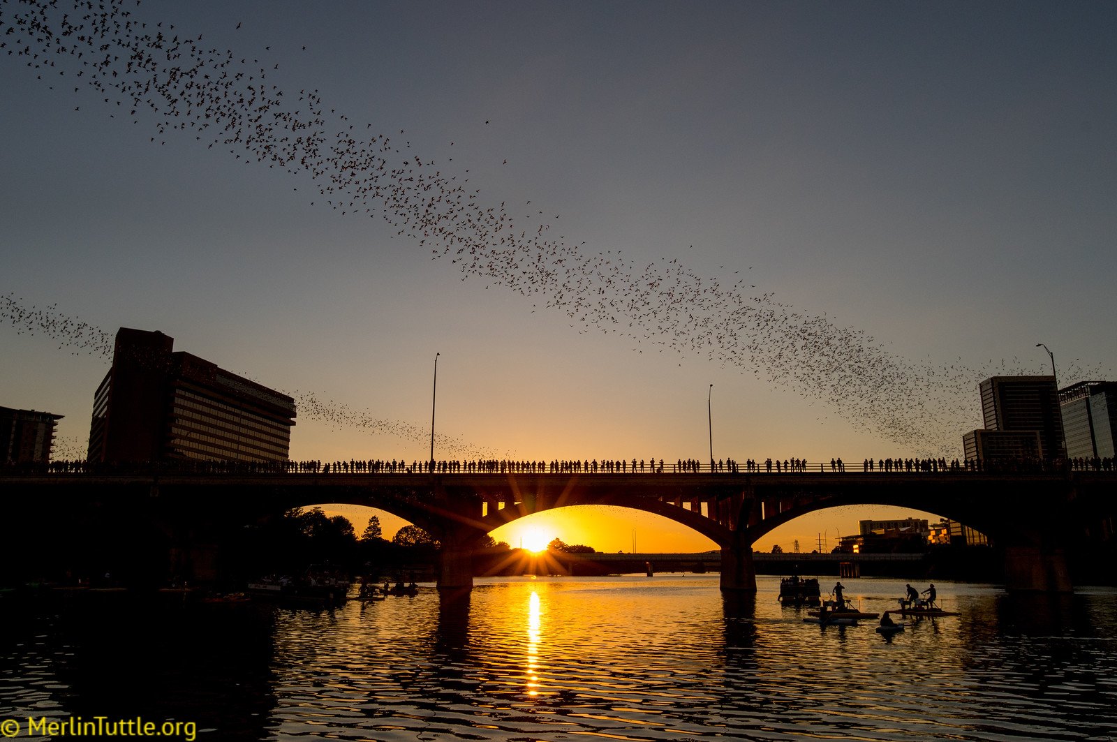 Tourists observing the emergence of 1.5 million Brazilian free-tailed bats from crevices beneath the Congress Avenue Bridge in Austin, Texas. Emergences