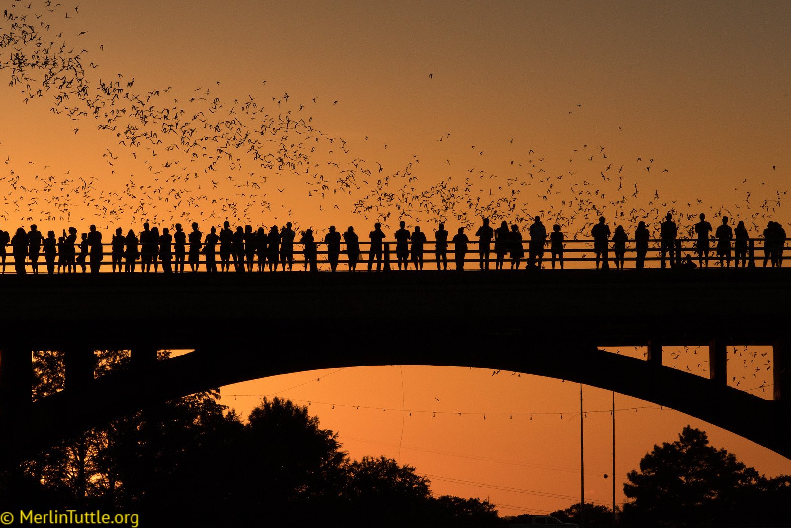 Tourists observing the emergence of 1.5 million Brazilian free-tailed bats from crevices beneath the Congress Avenue Bridge in Austin, Texas. Emergences