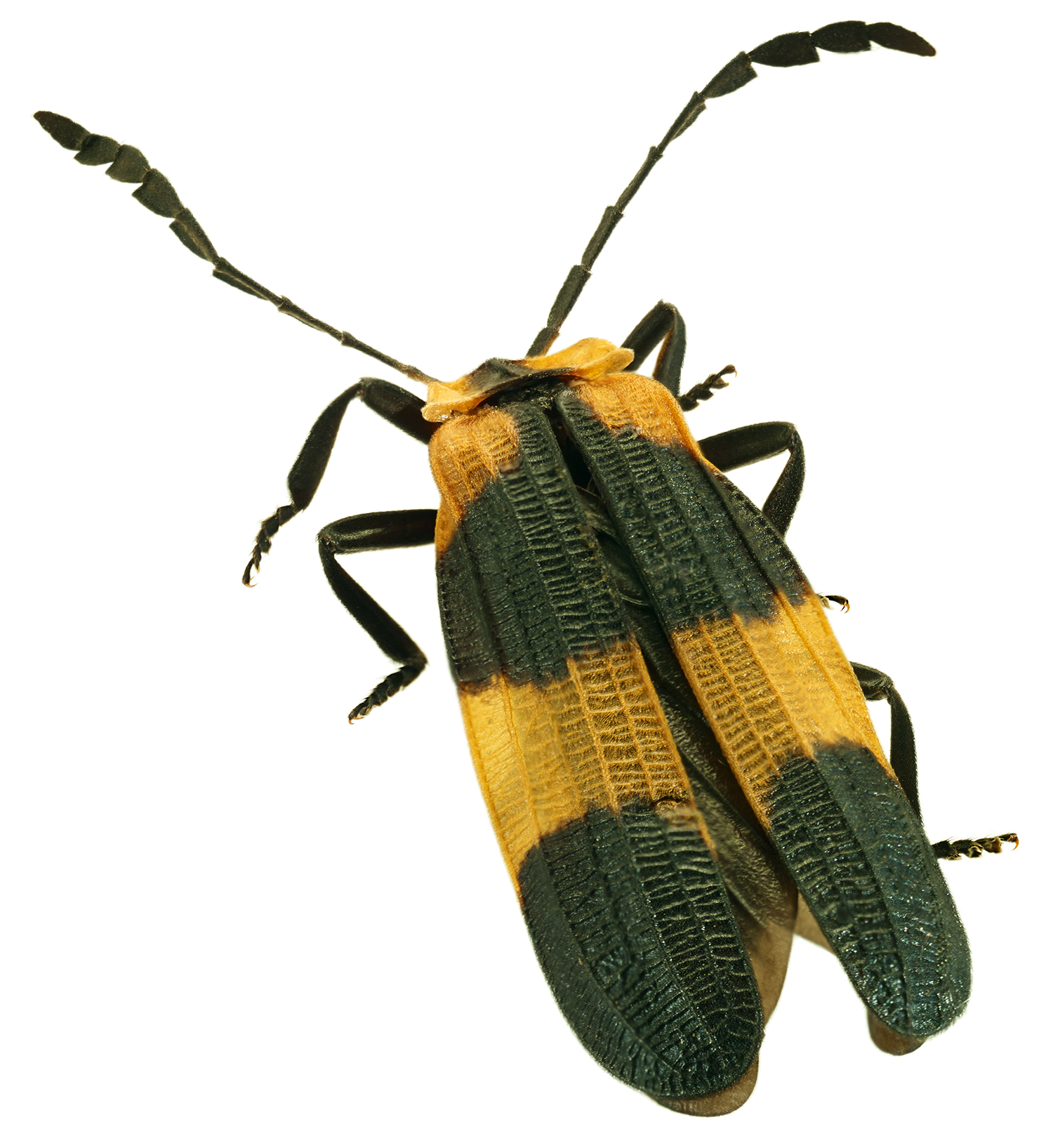 Net-winged Beetle