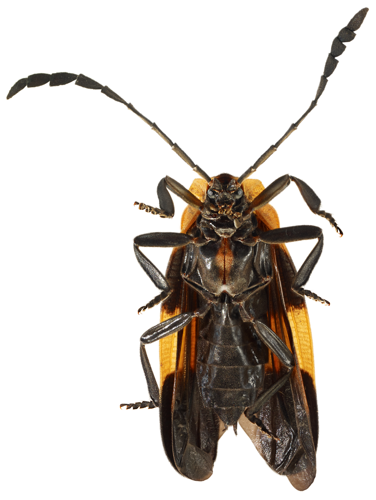 Net-winged Beetle