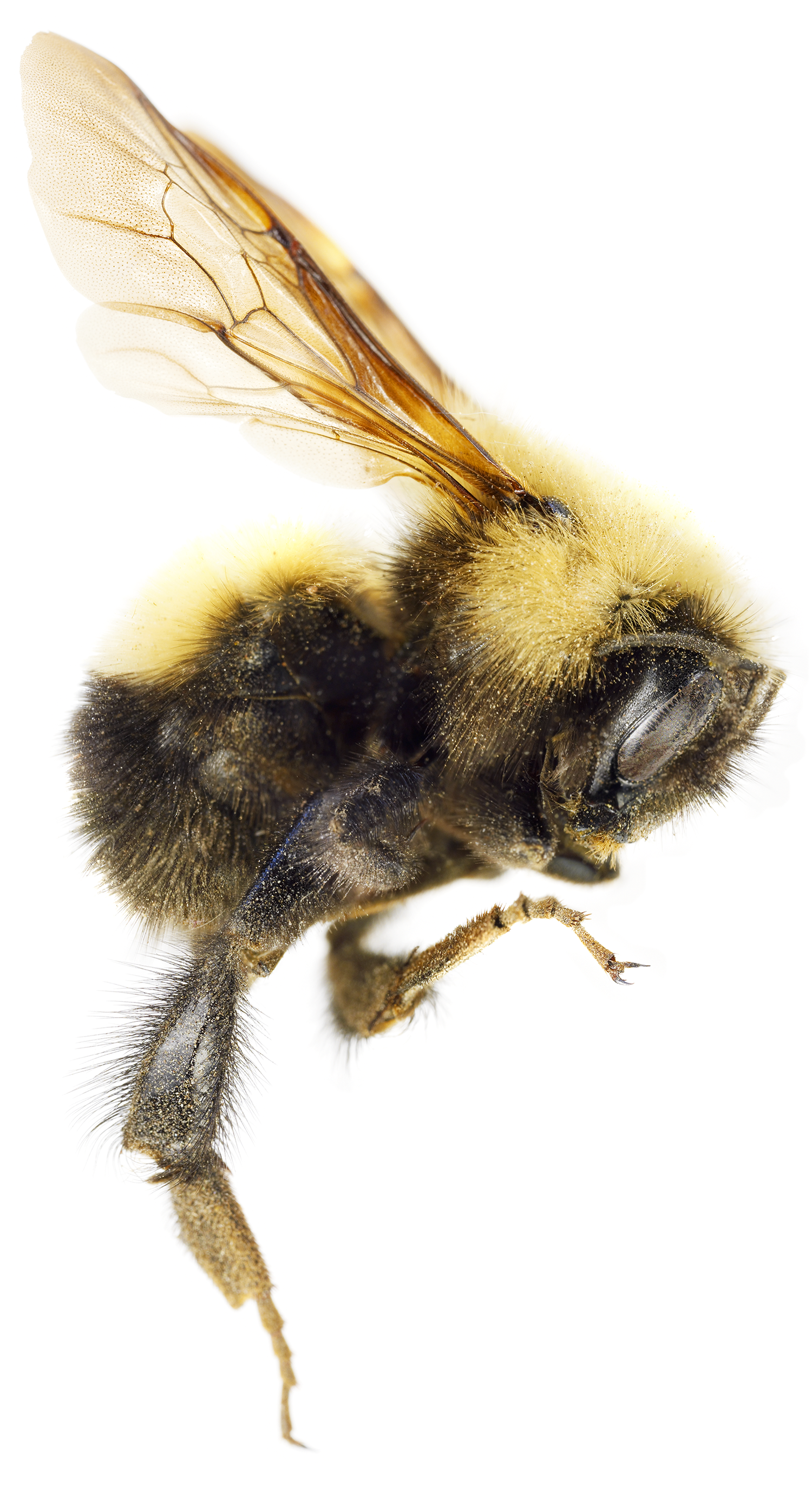 Bumble Bee
