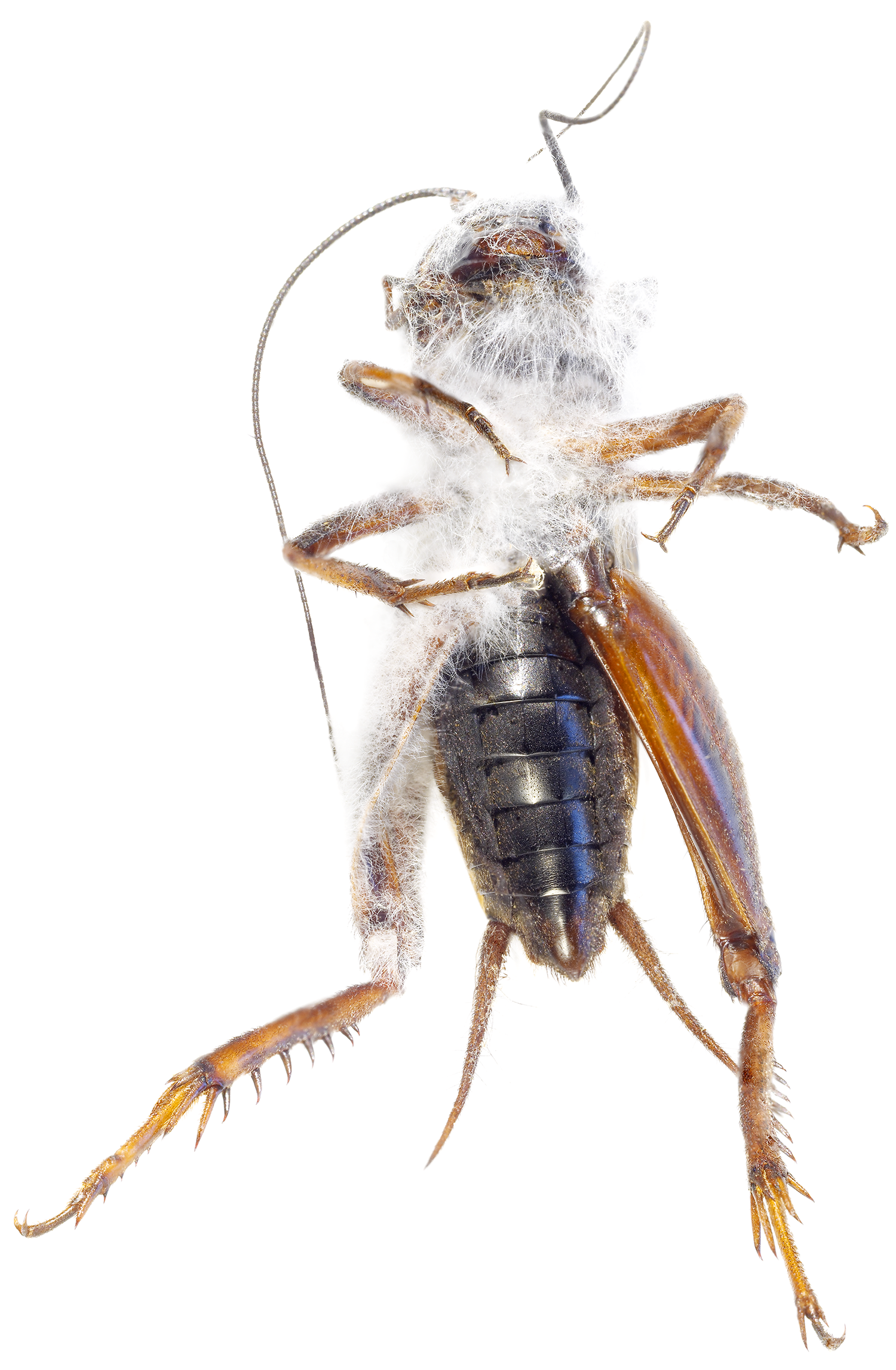 Gryllid Cricket with Oomiceti