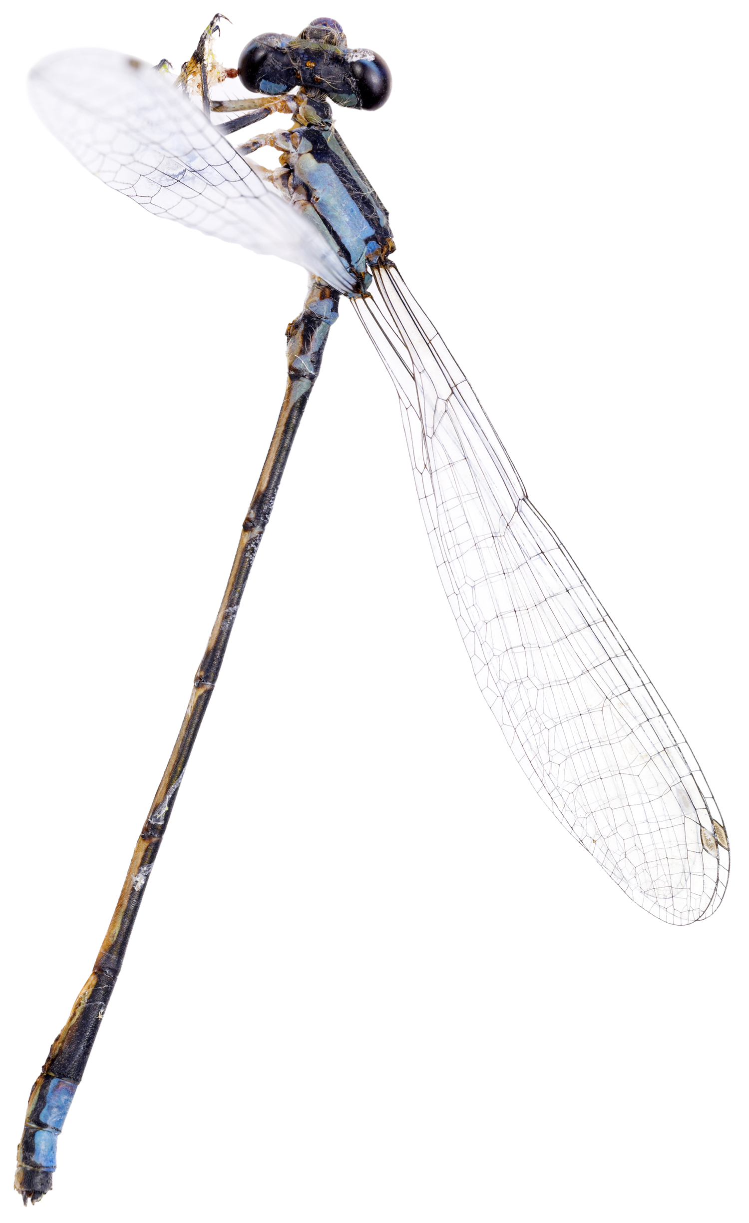 Damselfly