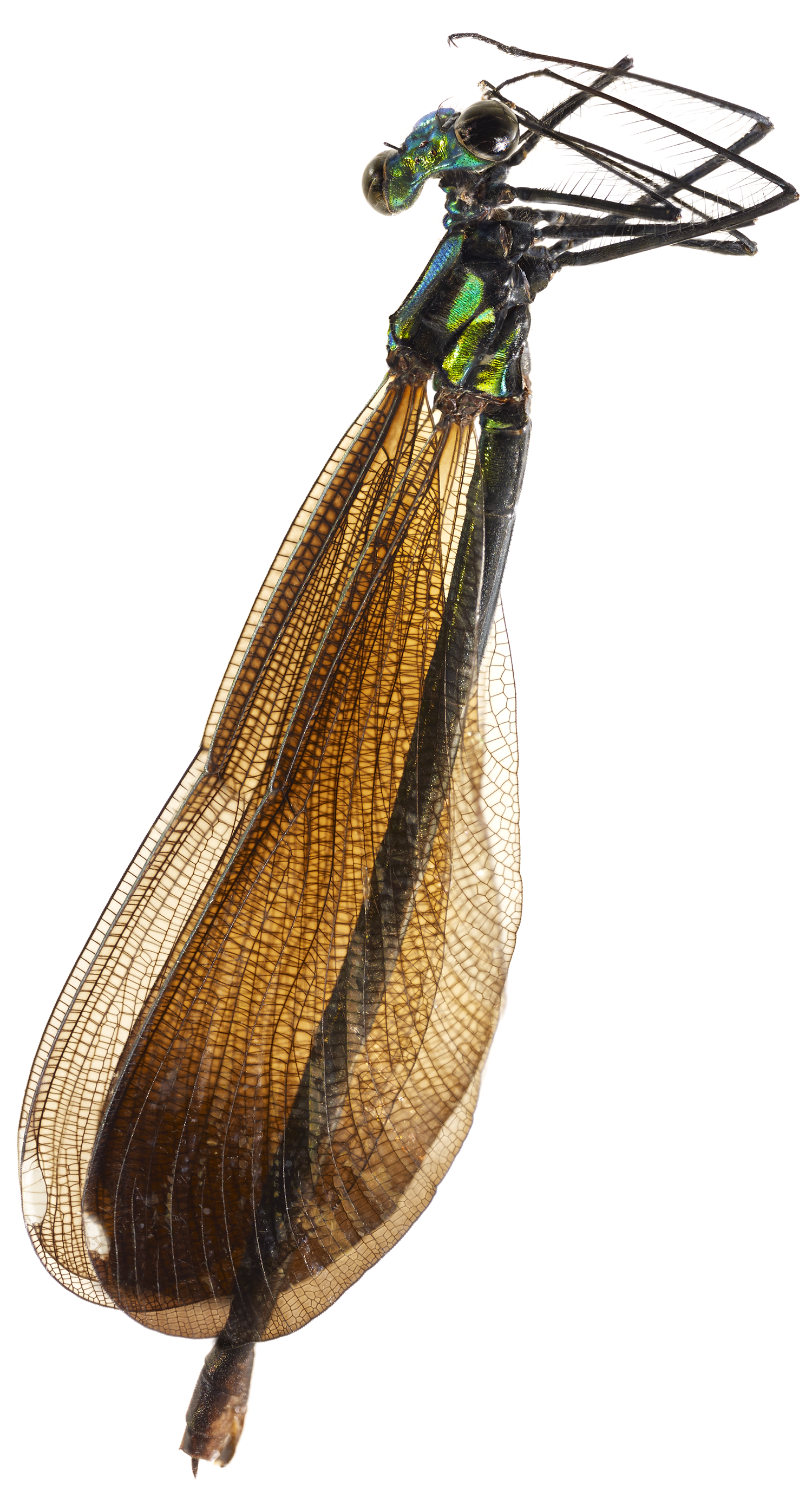 Jewelwing Damselfly