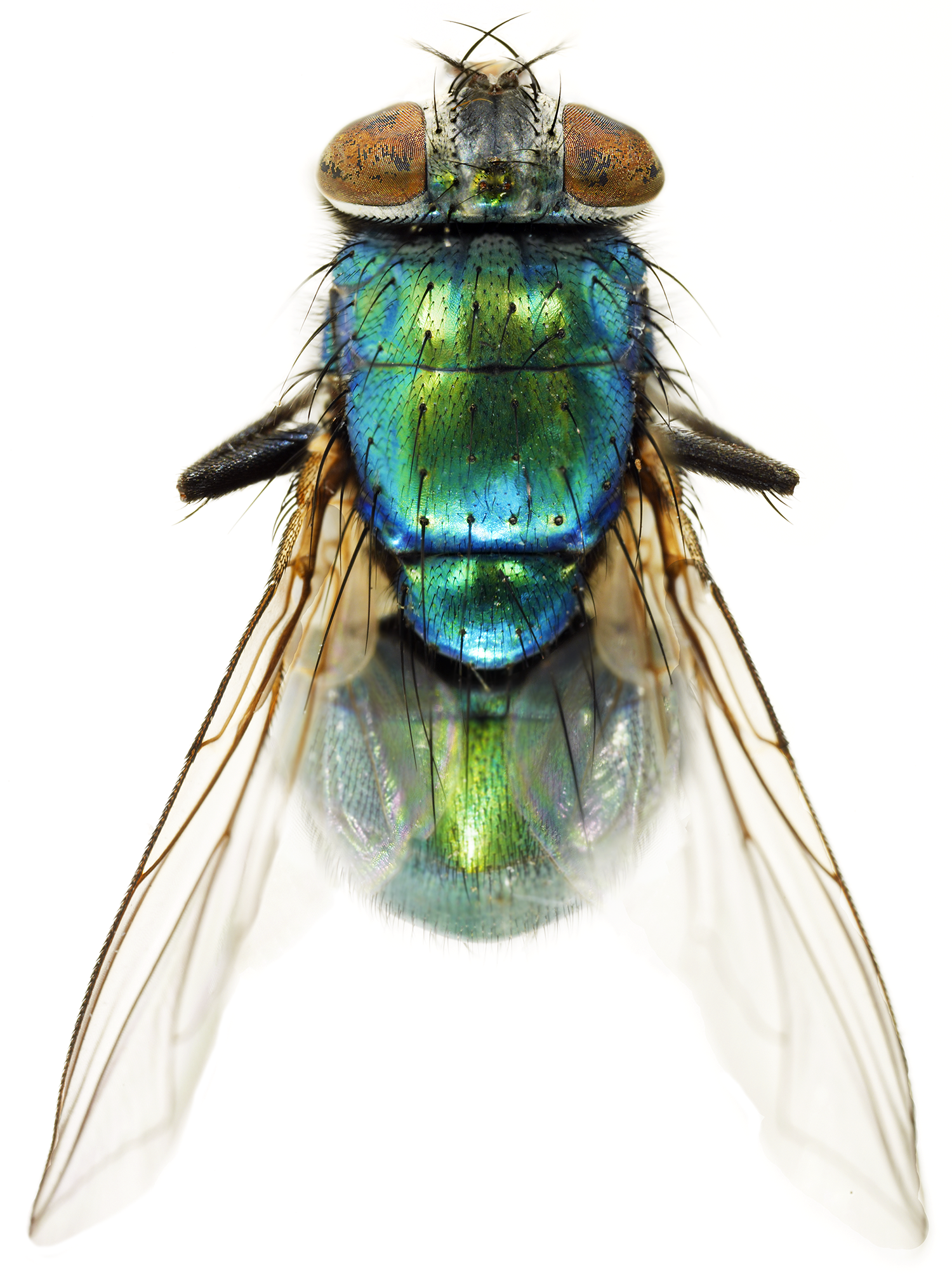  Green Bottle Fly 