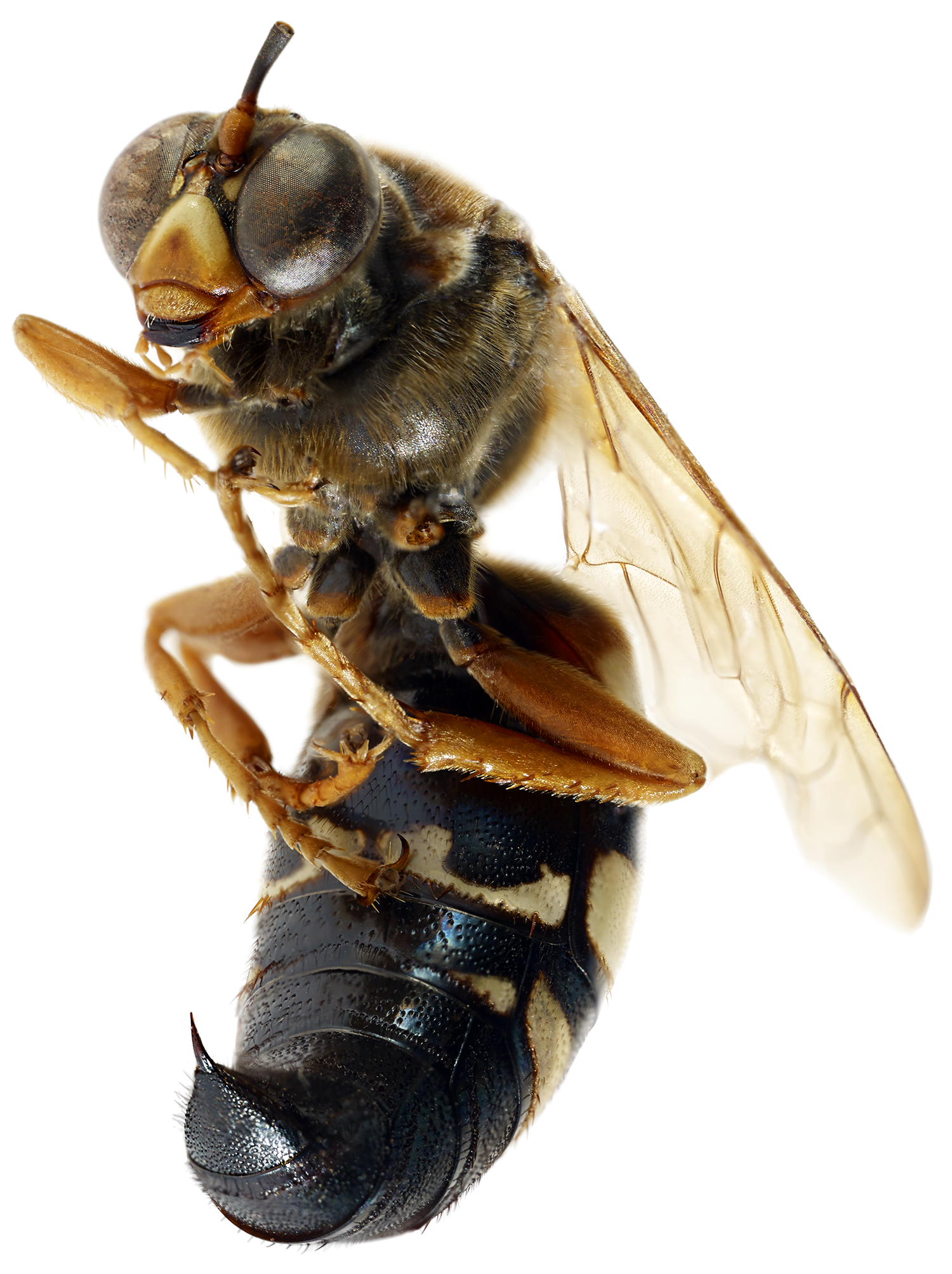  Cicada Killer Wasp 