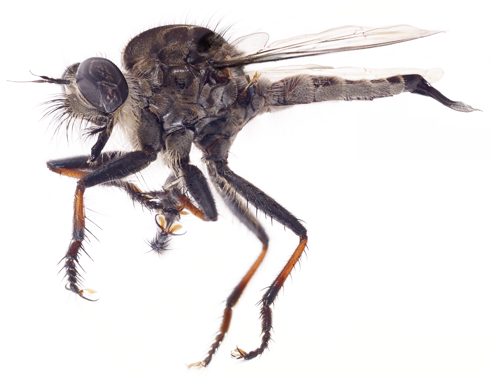  Robber Fly 