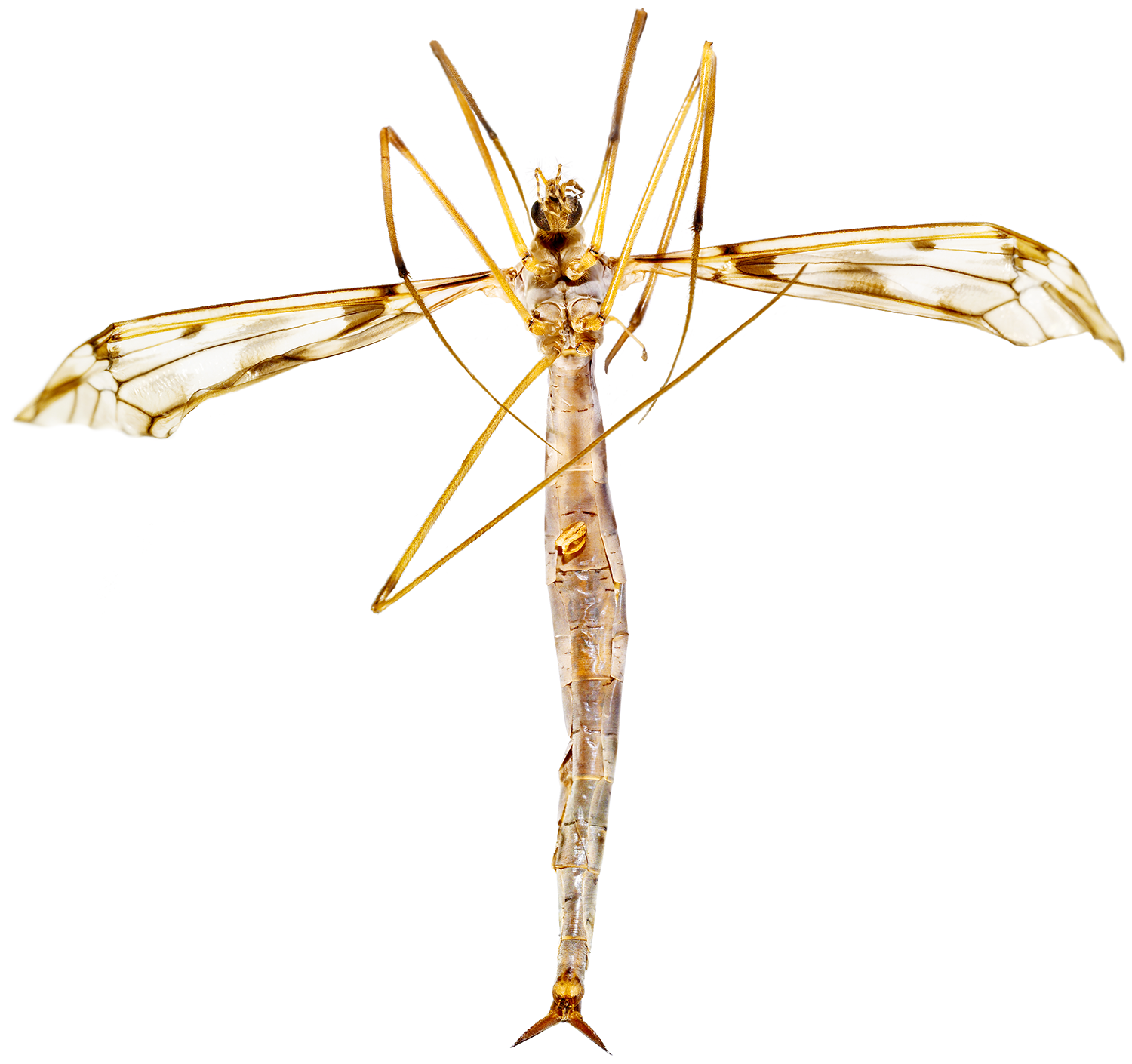  Giant Crane Fly 