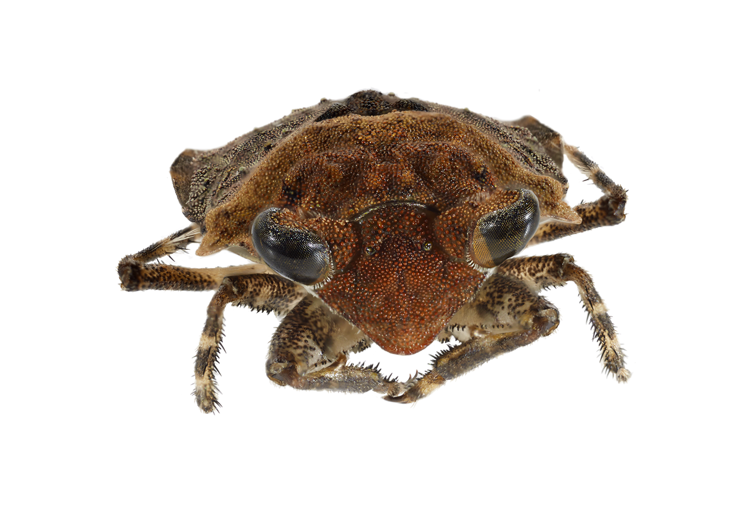 Toad Bug