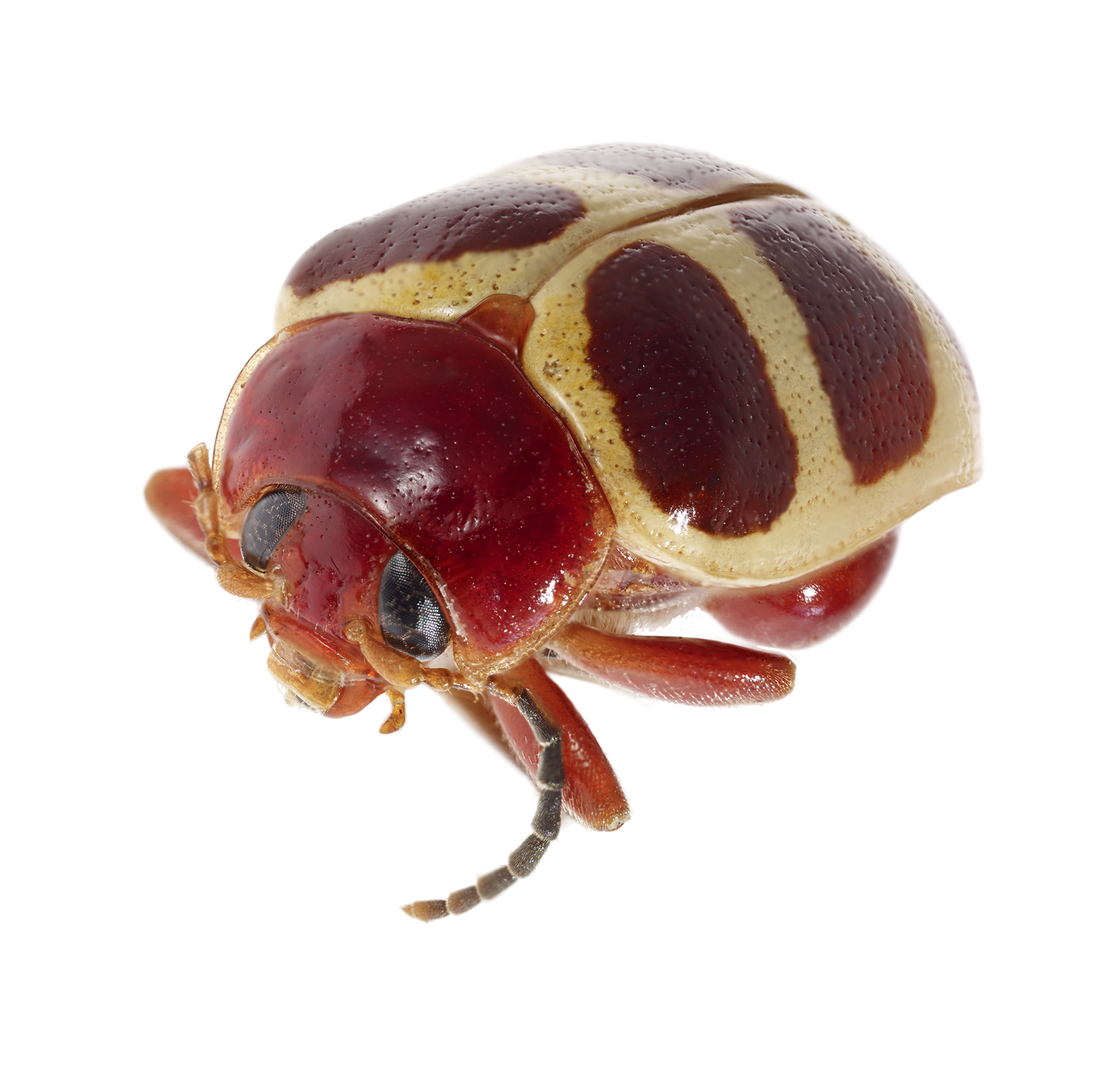 Leaf Beetle