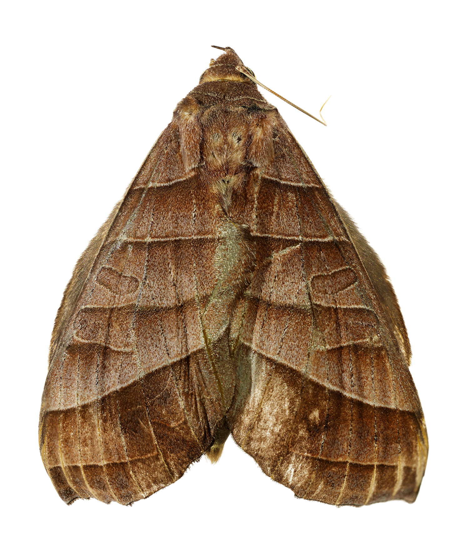 Prominent Moth