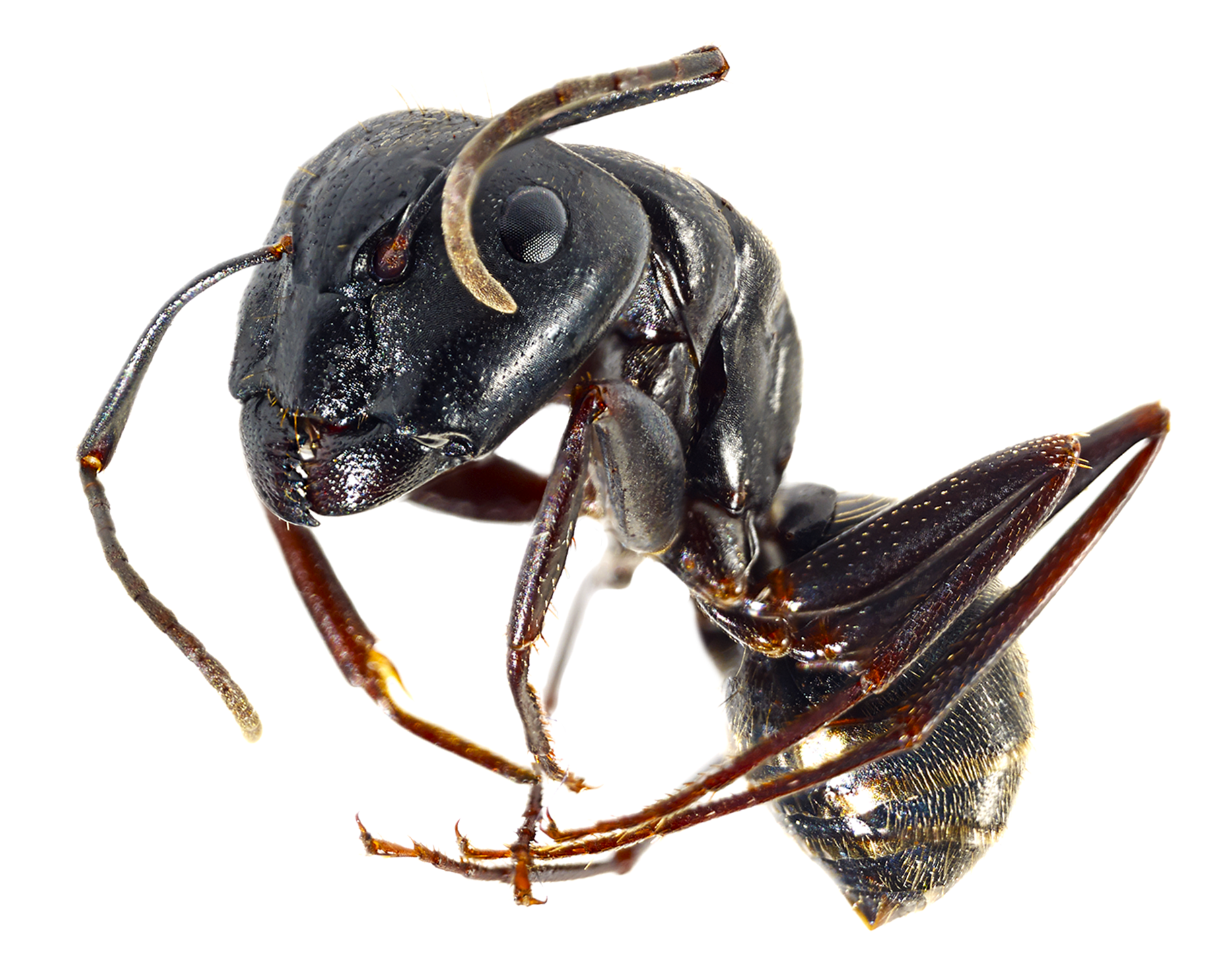  Black Ant 