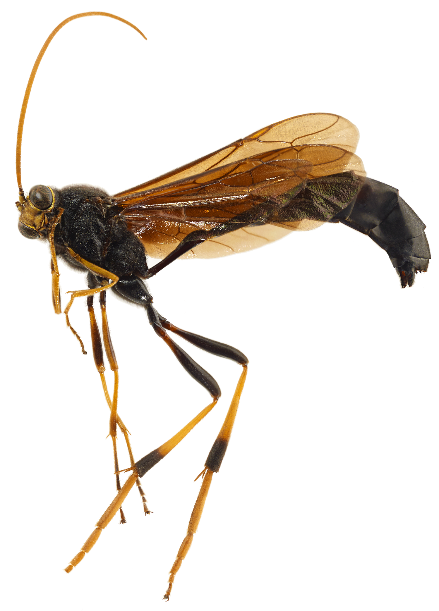 Ichneumon Wasp
