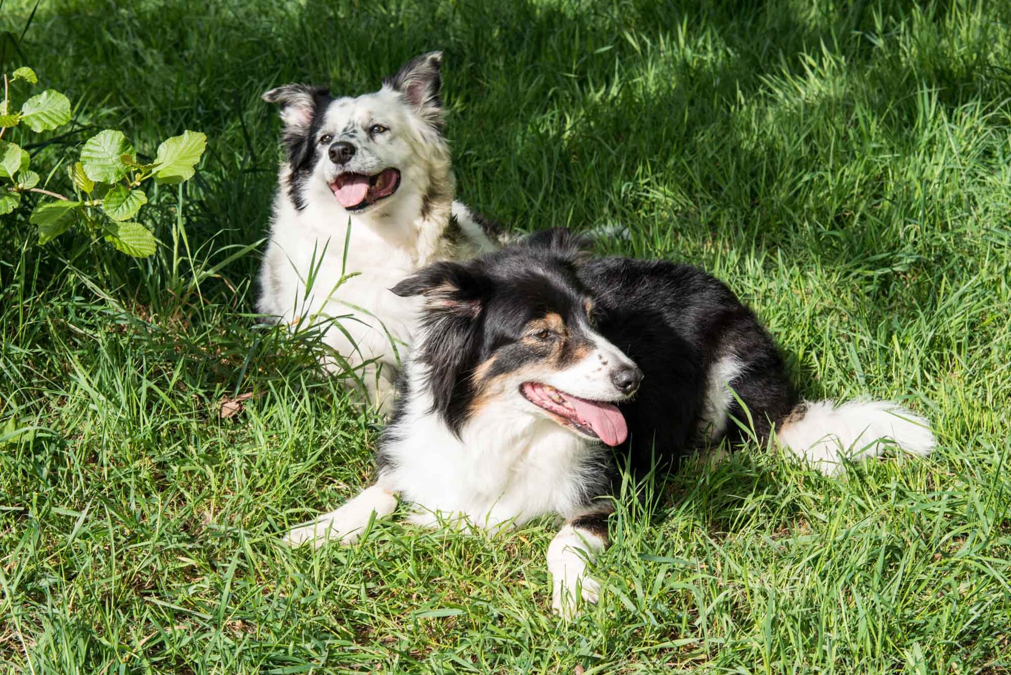 Two Sheep Dogs