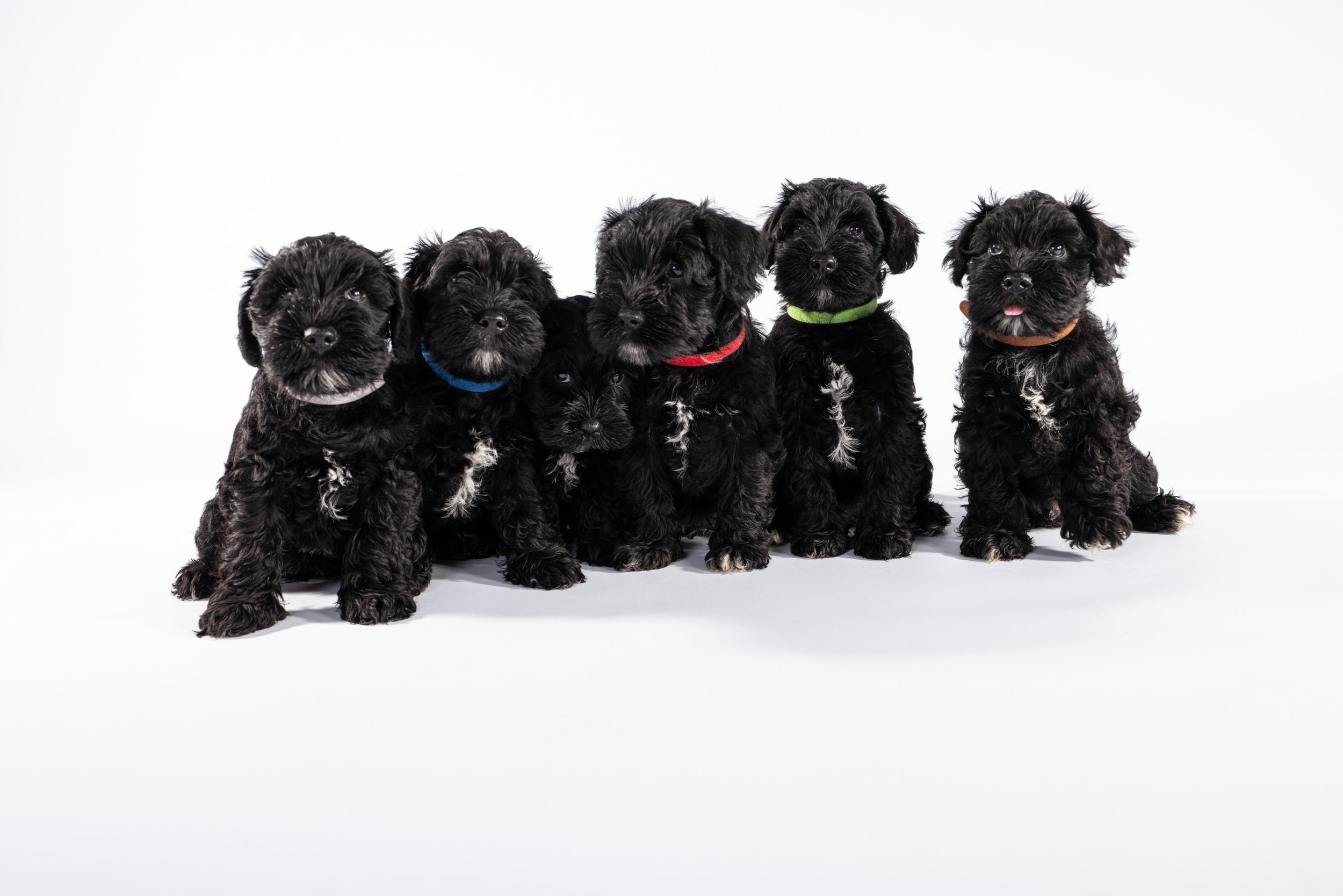 All 6 Schnauzer puppies together