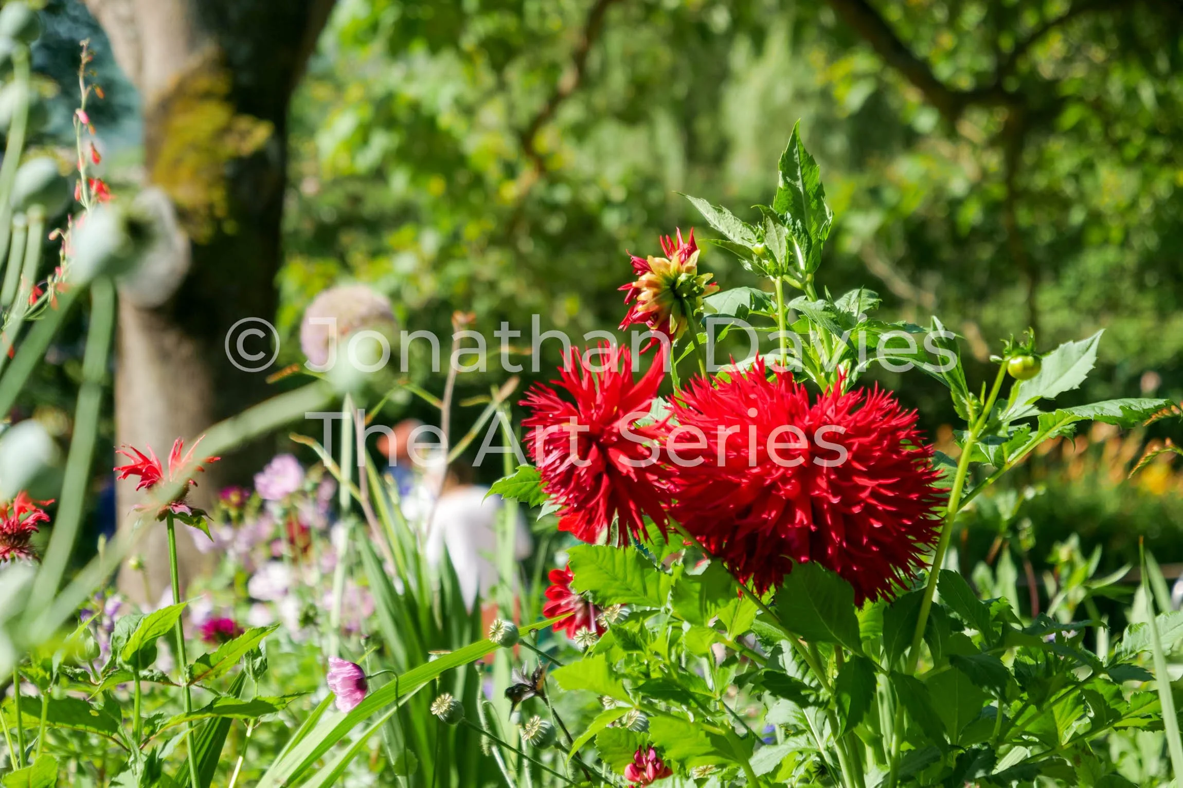 The bright red flower