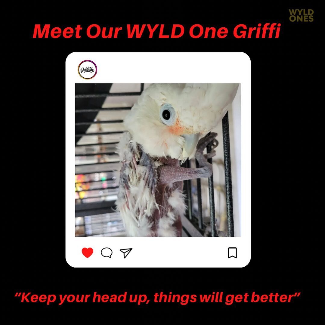 Kicking off today with Griffi The Dancing Cockatoo who showed us here at Wyldside the true essence of what it takes to be a Red WyldOne may just require you to dance it out❤️

@griffithedancingcockato shows us that home really is where the heart is. 