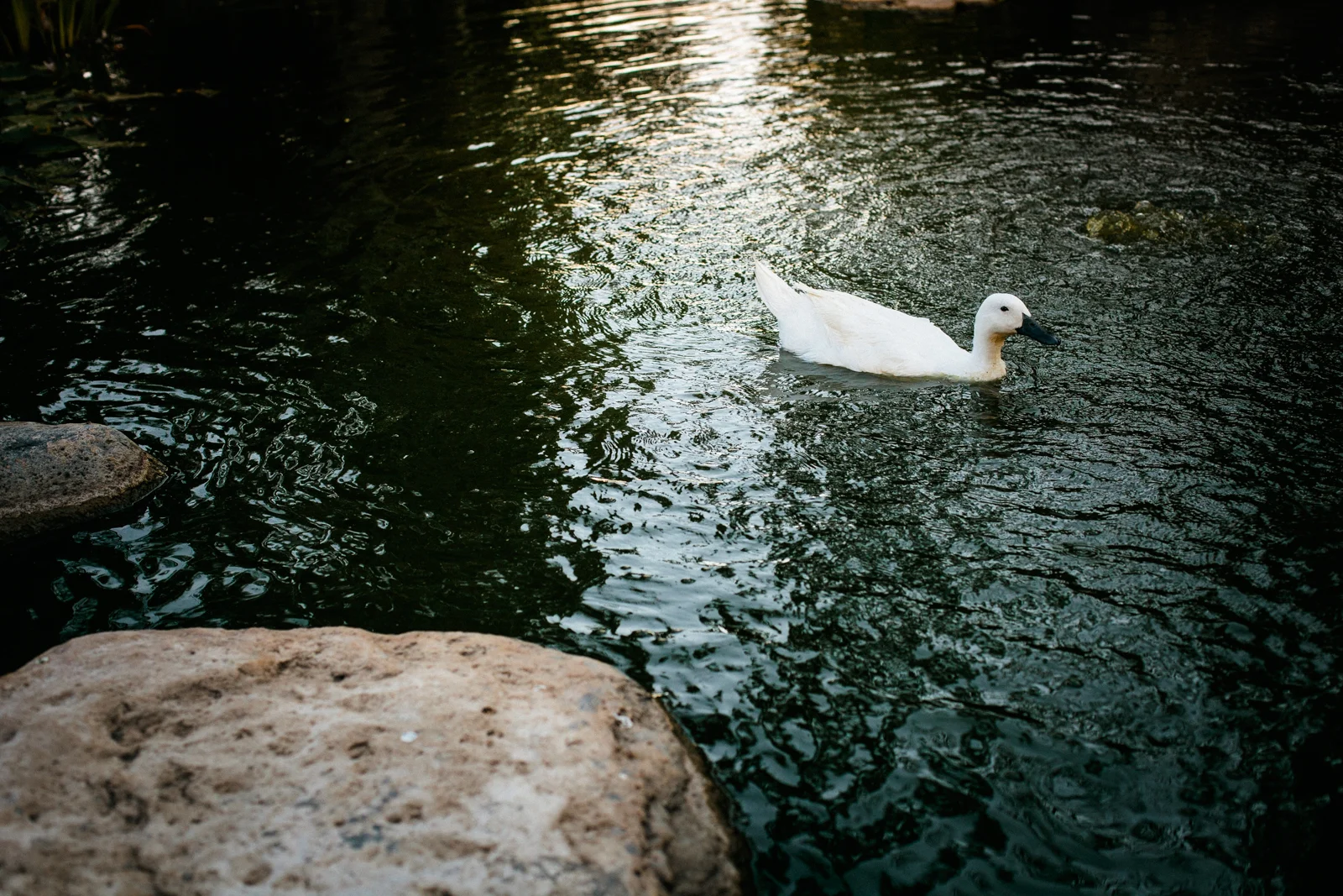 50_MG_0097.jpg