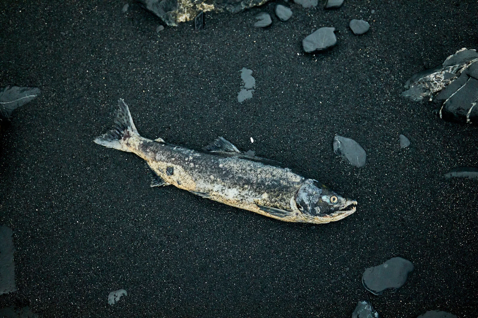 19.09.14_Kodiak_207.jpg