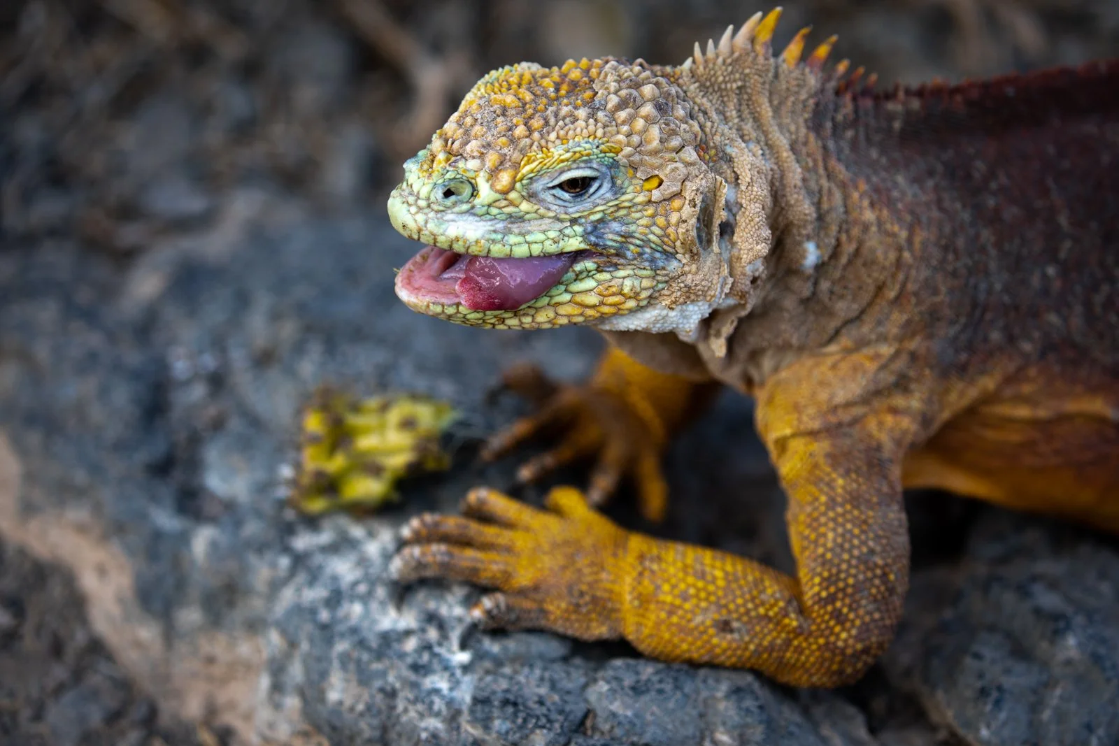 Hurtigruten_Expeditions_Galapagos_0331.jpg
