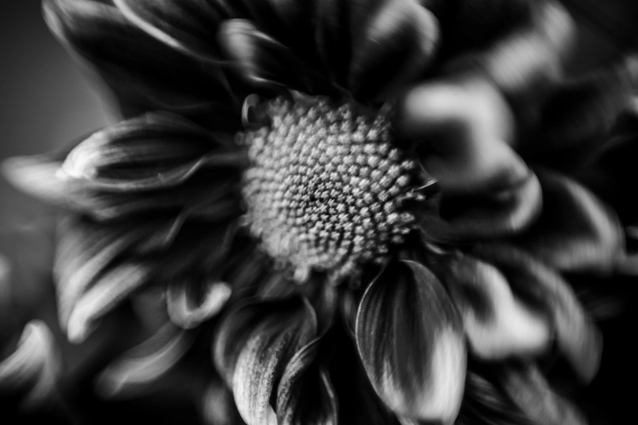 52/365 Macro Free Lens