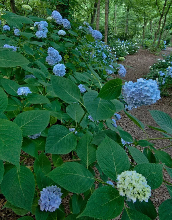 SPEAKER OF THE HEART