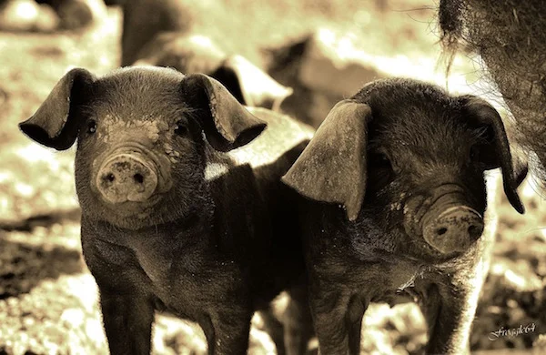 pig-1122183_1280 mailchimp.jpg