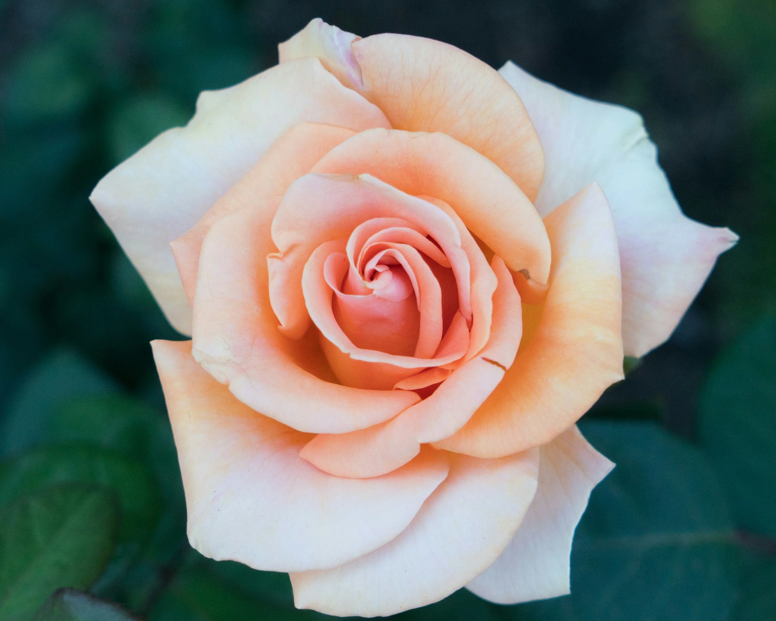 Wise Womb Massage Ceremony