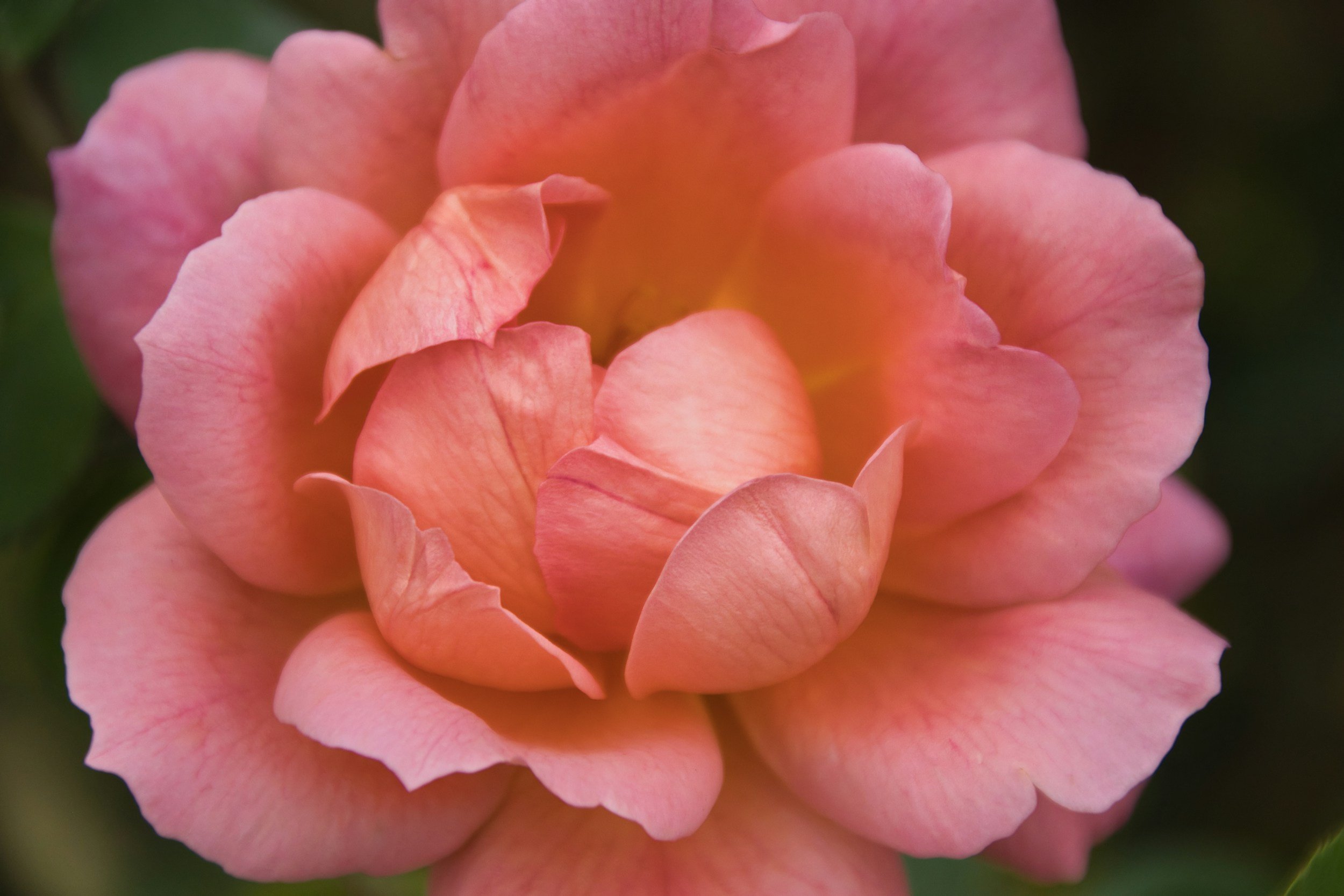 Wise Womb Massage ☥ Mary Magdalene Womb Clearing ☥ Rose Blessing Ceremony