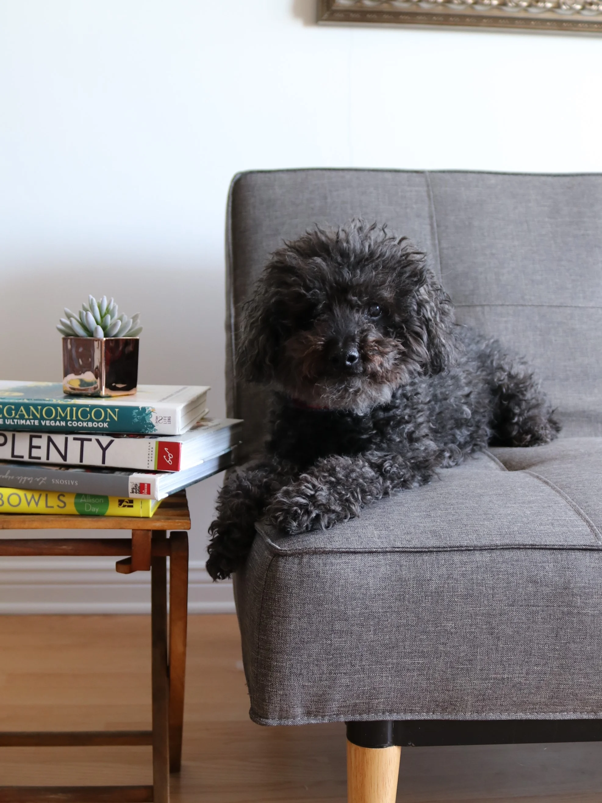 Comment réduire l'empreinte écologique de son animal de compagnie