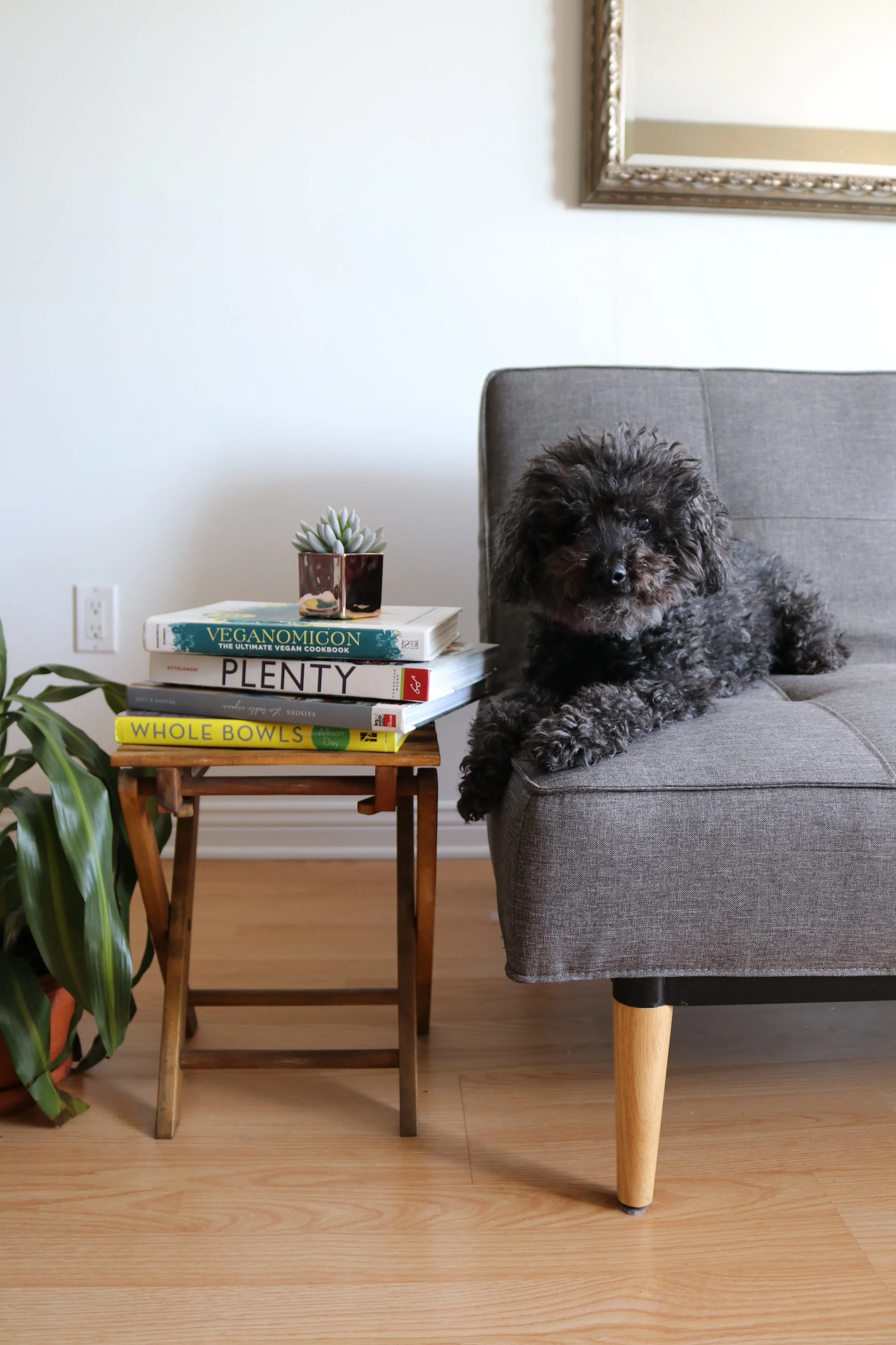 How to reduce your pet's ecological footprint