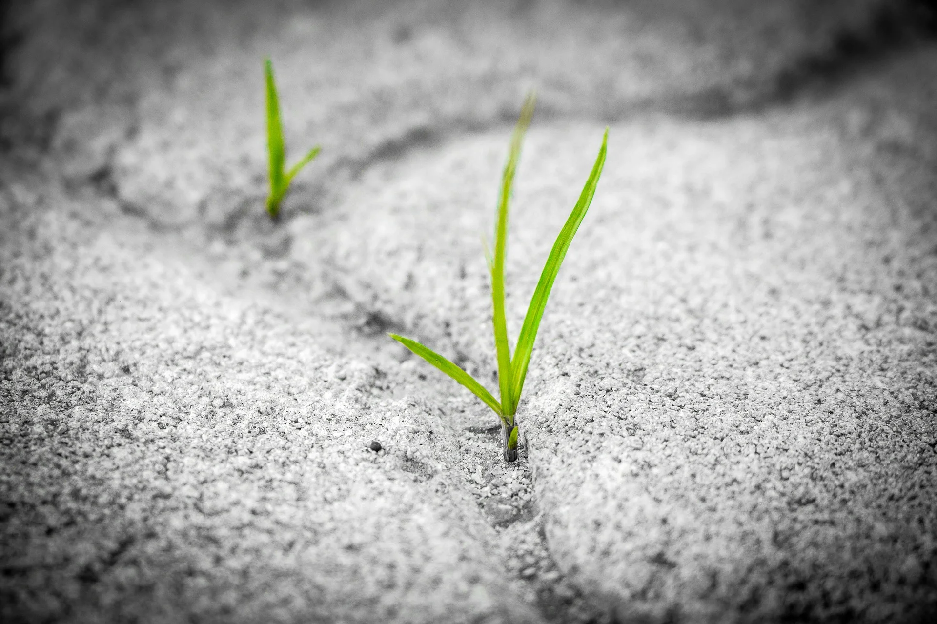 grass-1913167_1920.jpg