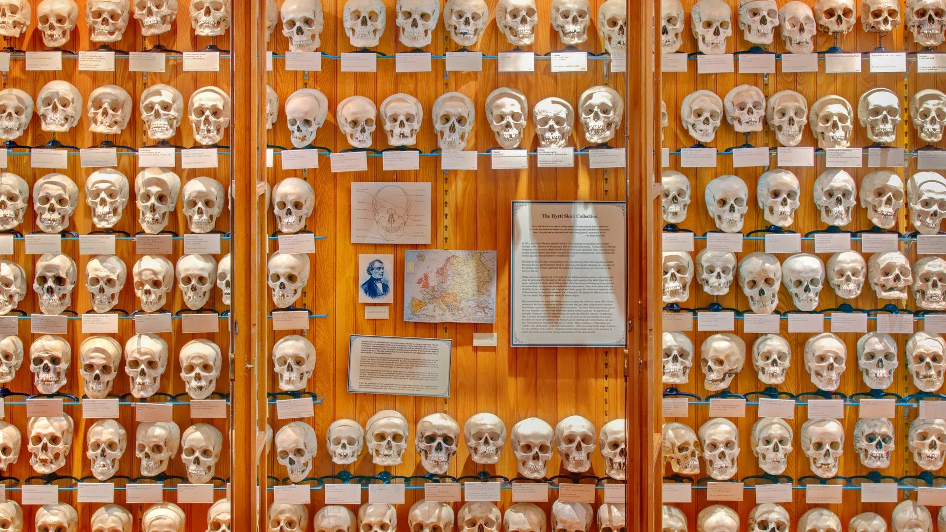 muttermuseum.jpg