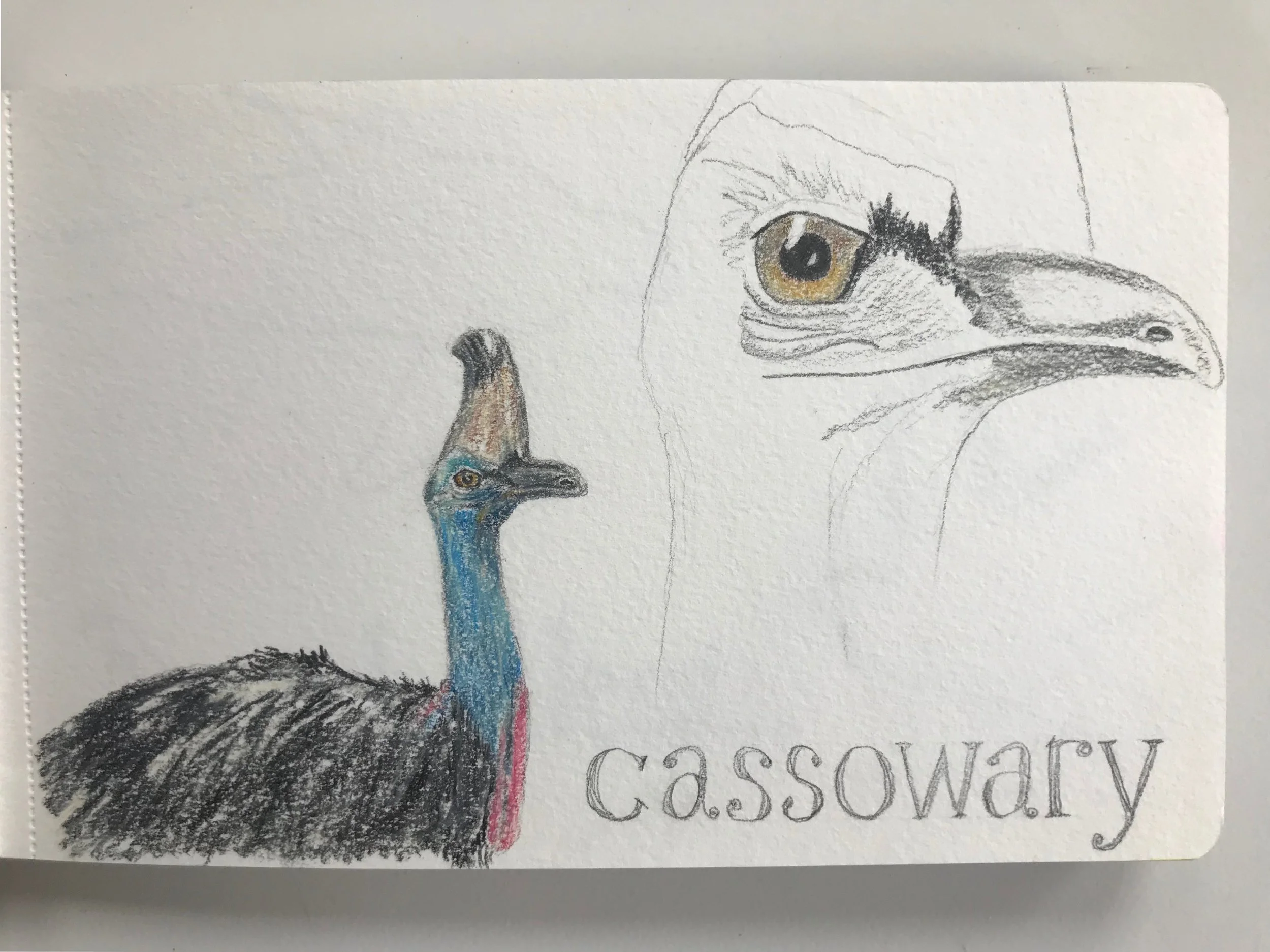 Cassowary1.JPG