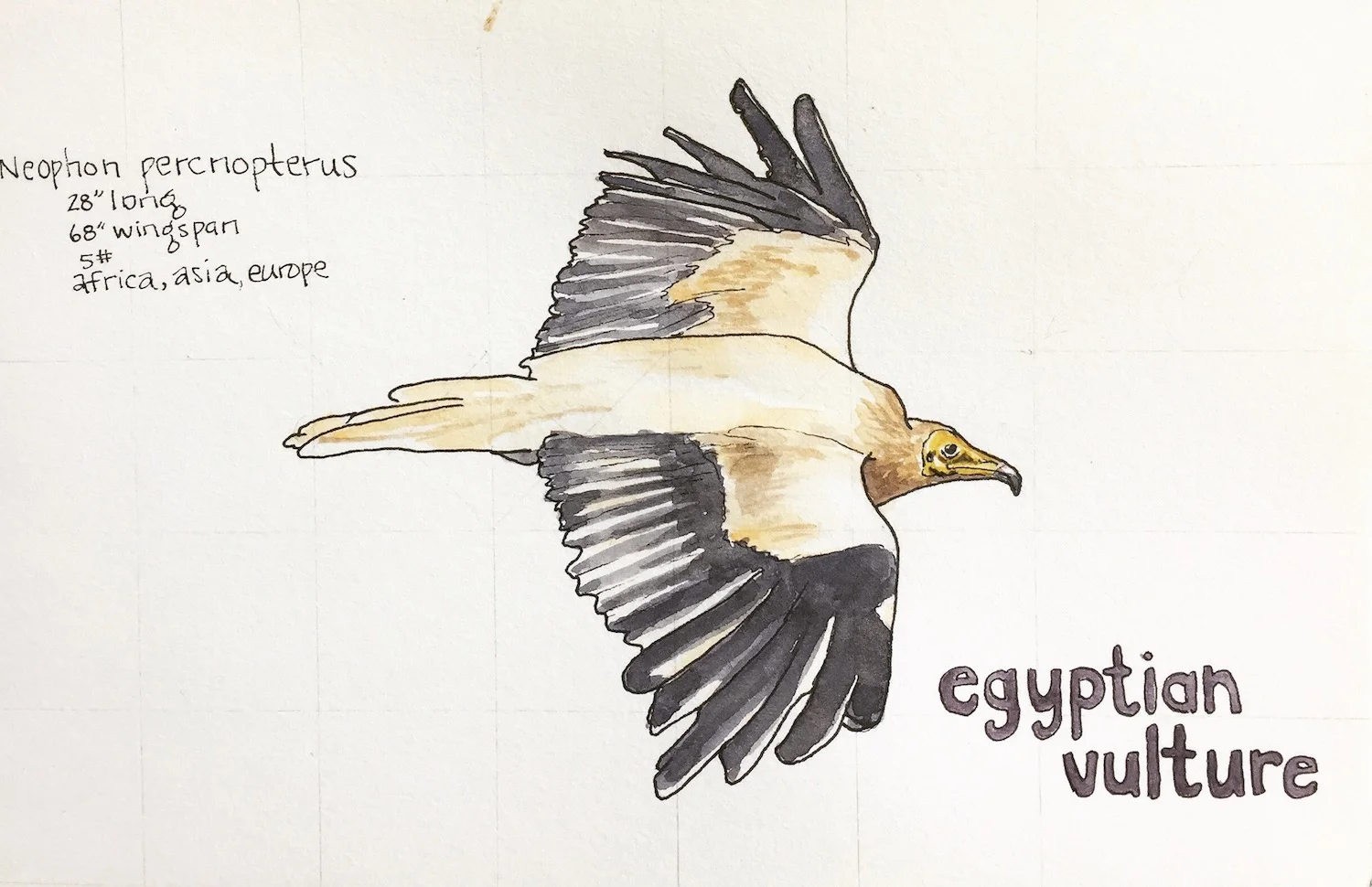 egyptianvulture.JPG