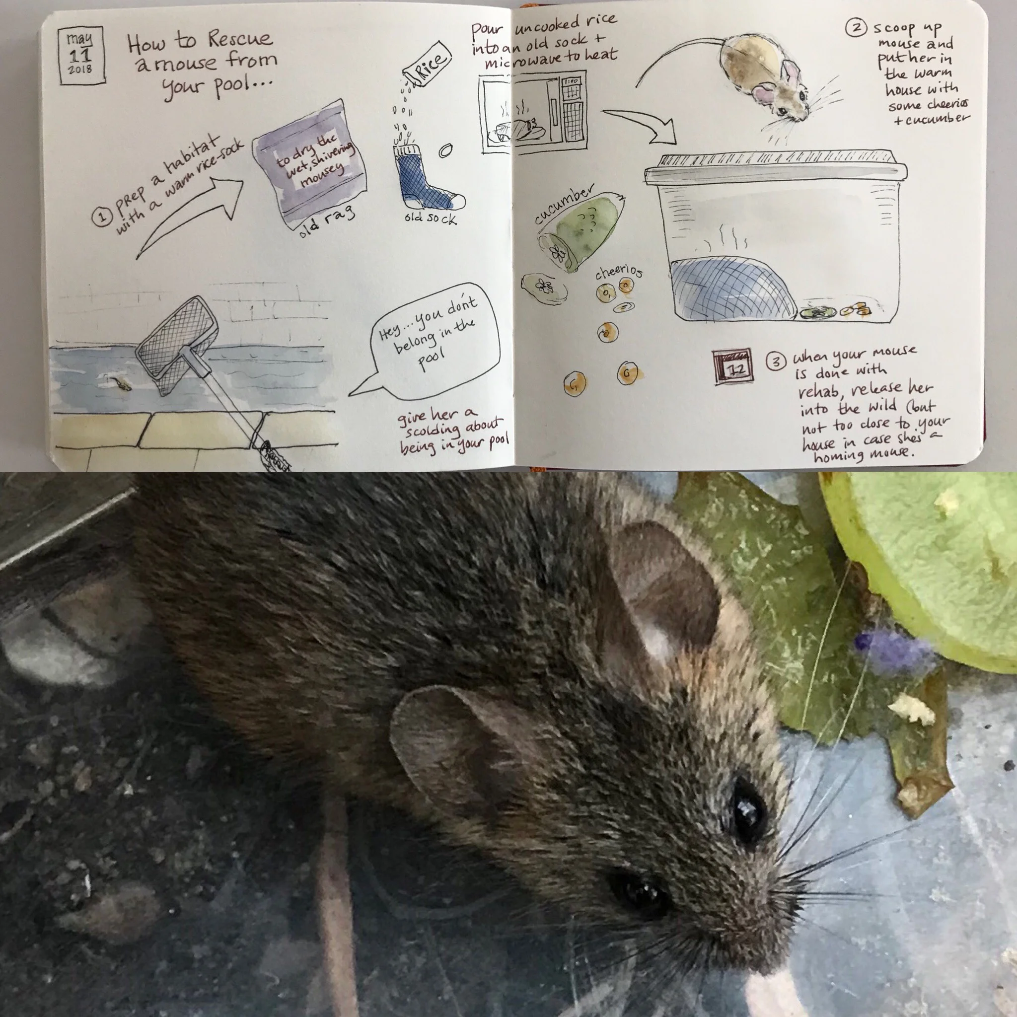 How To Rescue A Mouse From Your Pool